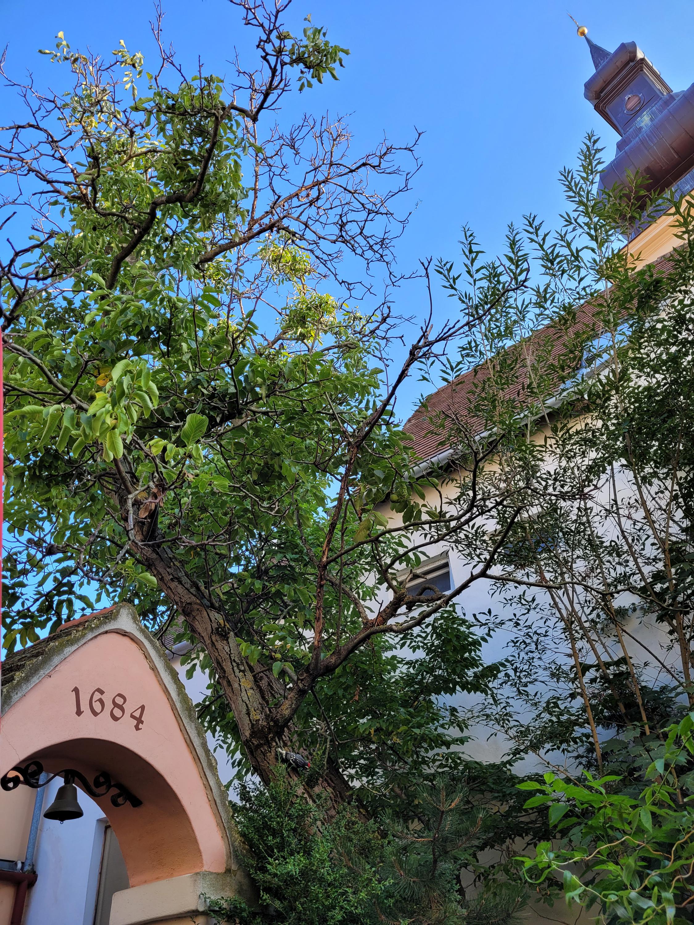 Café Kulíšek foto 3