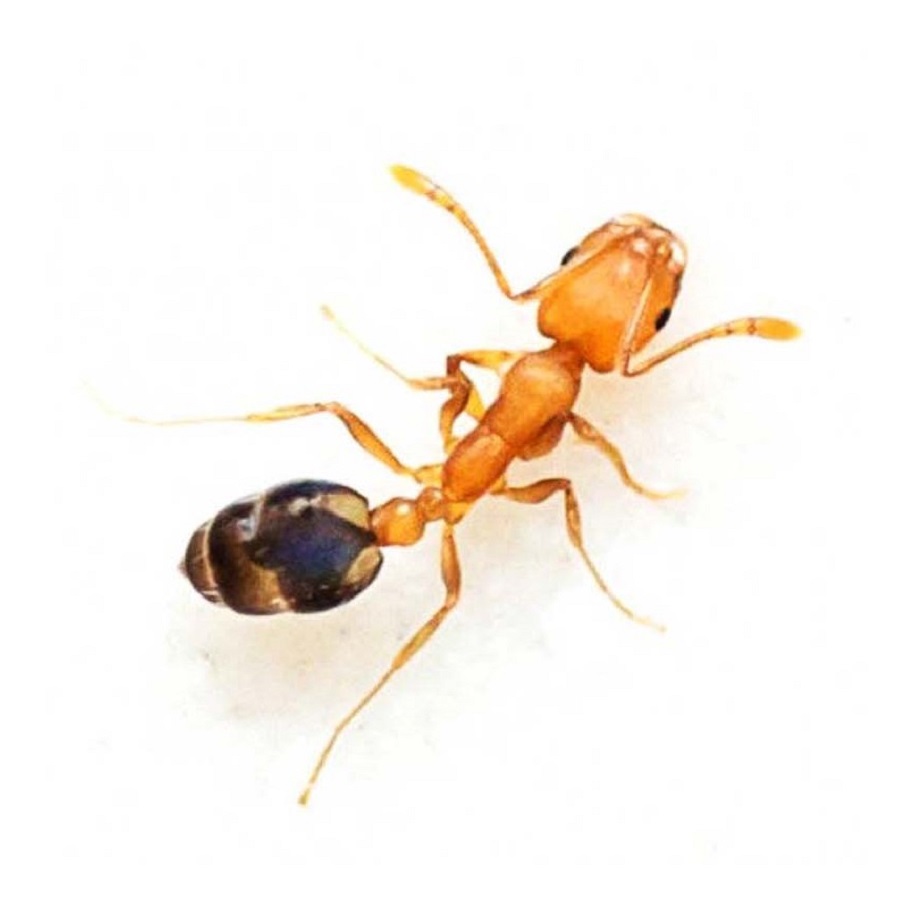 Hubení běžných mravenců či mravenců faraónů