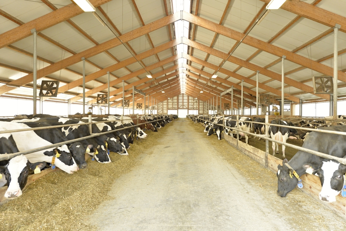 Sýry z Hané - Sýrárna ROLS foto 3