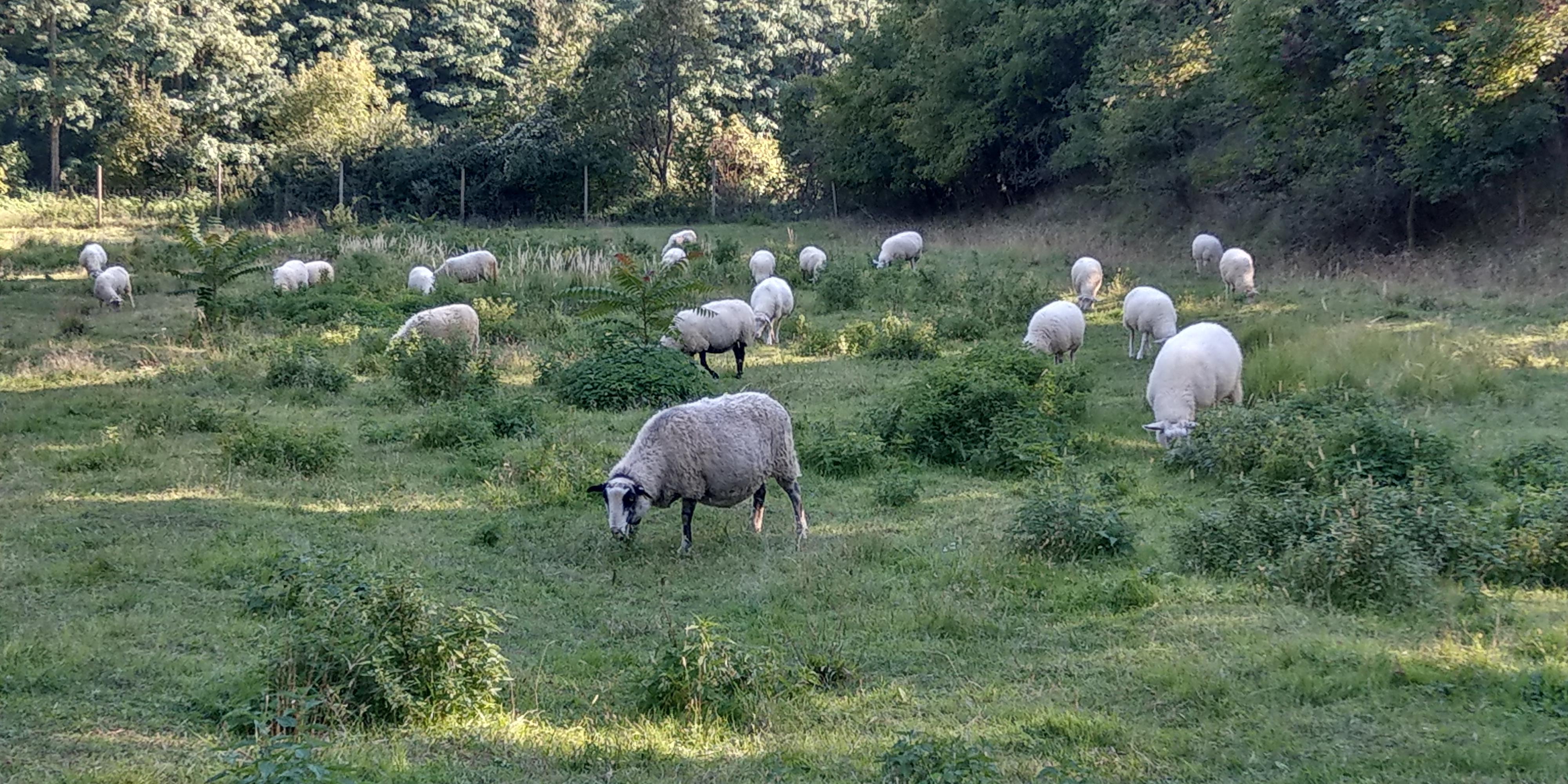 Restaurace Ovčí Terasy