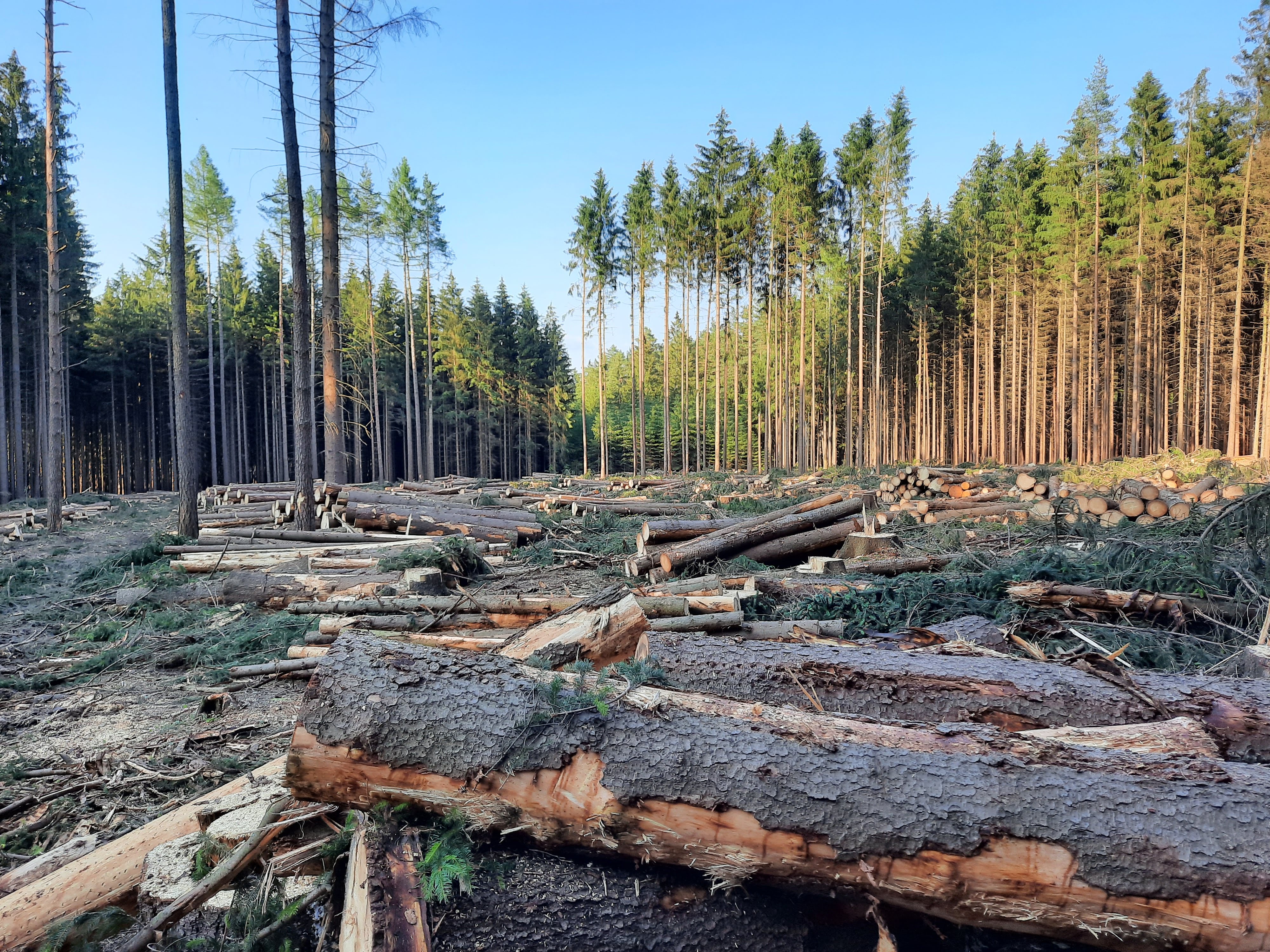 Výkup kůrovcového dřeva foto 3