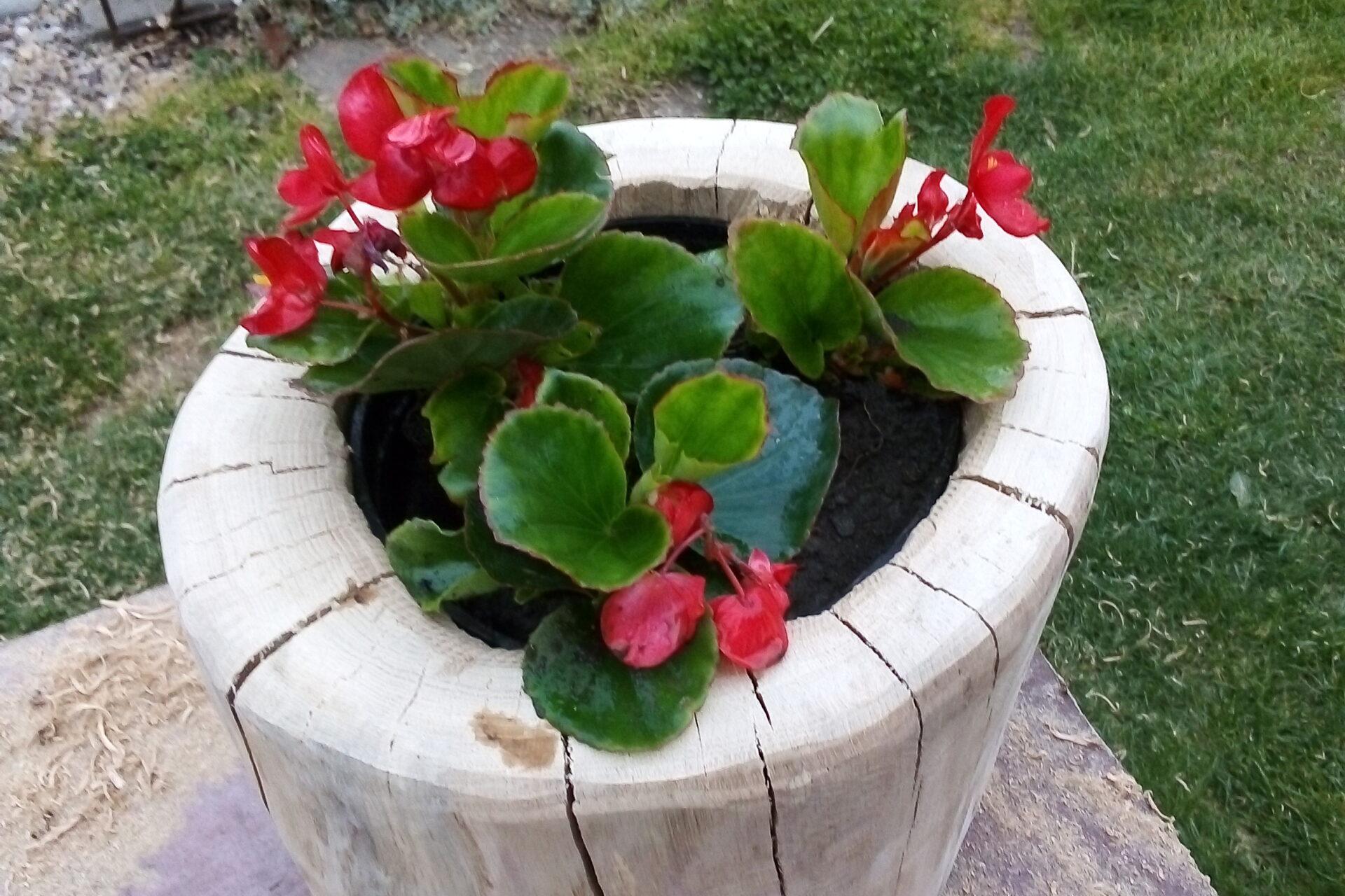 Údržba zeleně Svatopluk Pokorný