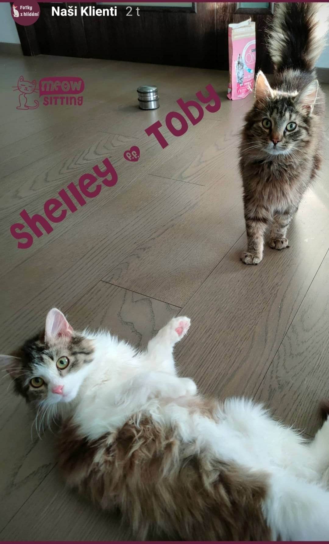 Meow-sitting foto 1