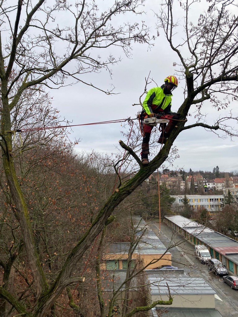 Rizikové kácení a ořezy stromů - Trojanec foto 3