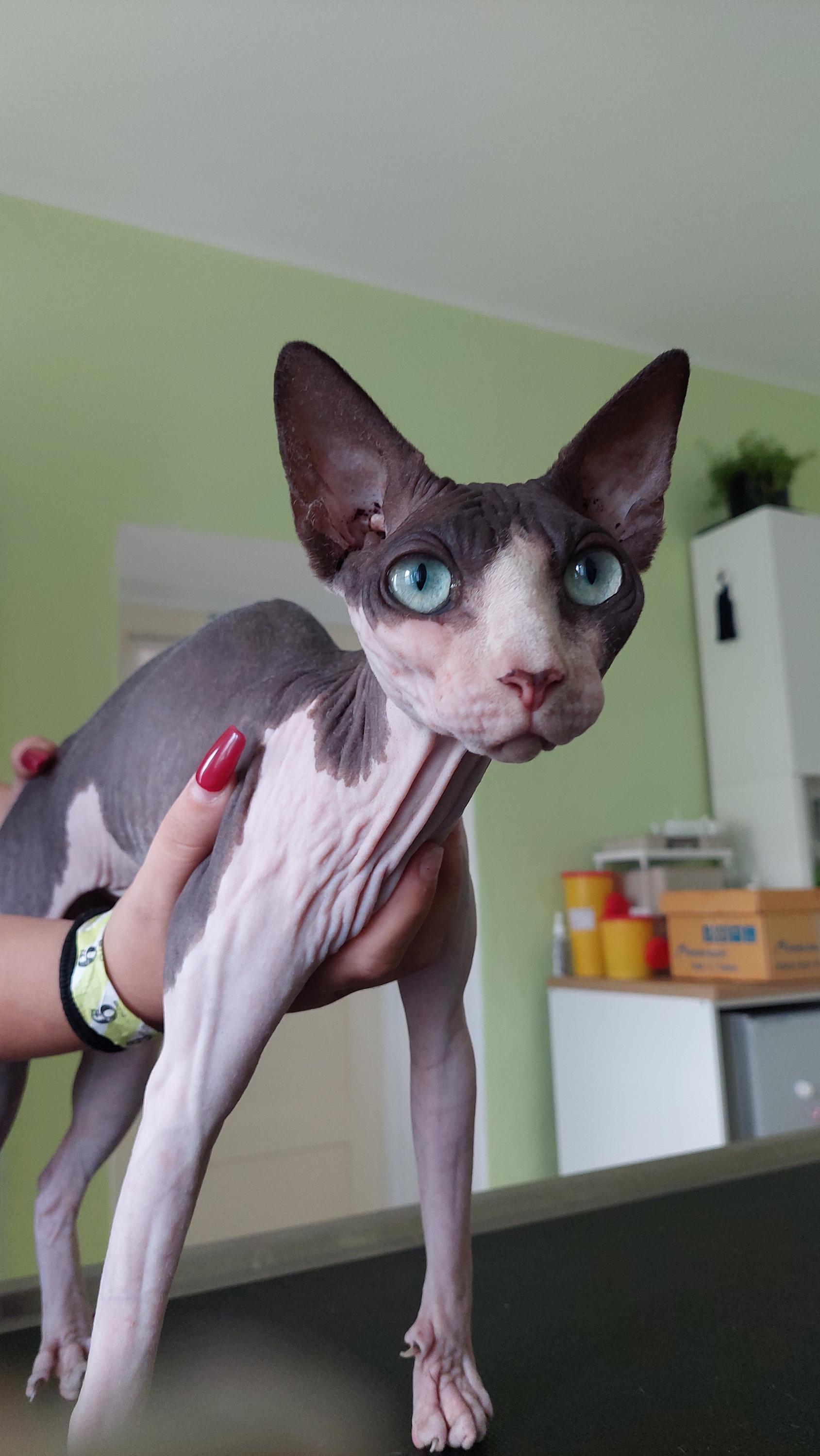 Veterinární ordinace MVDr. Turčinková Karolína foto 5