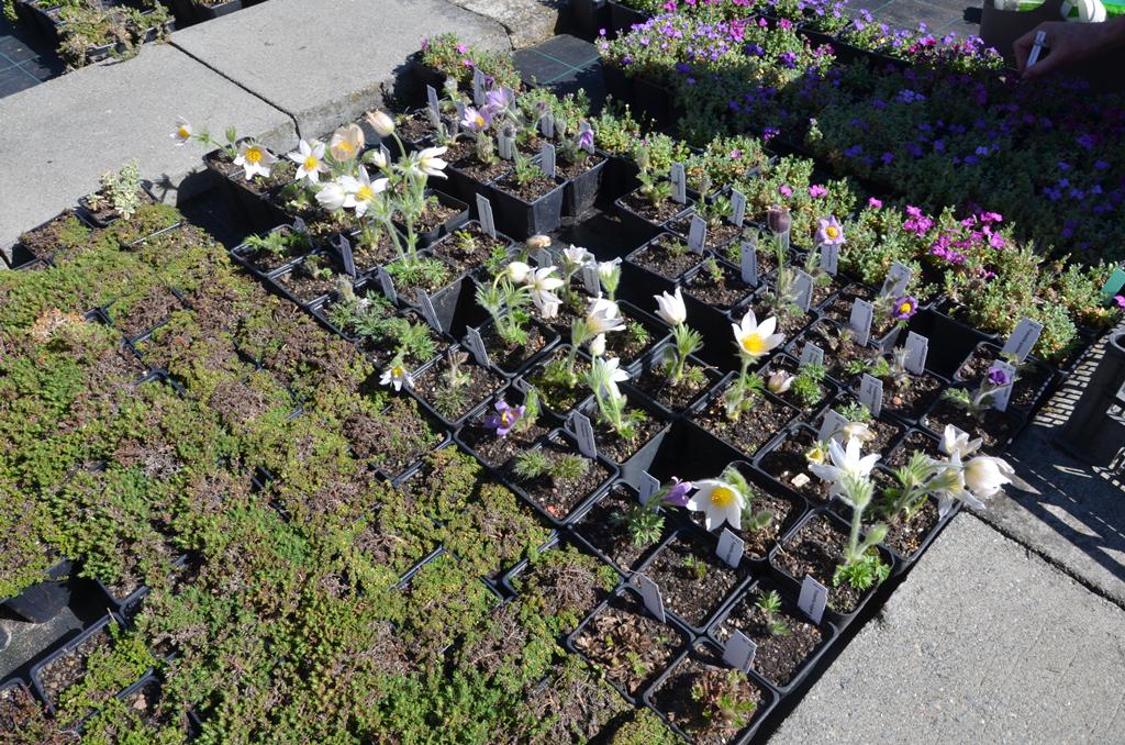 Trvalky Fryčovice foto 5