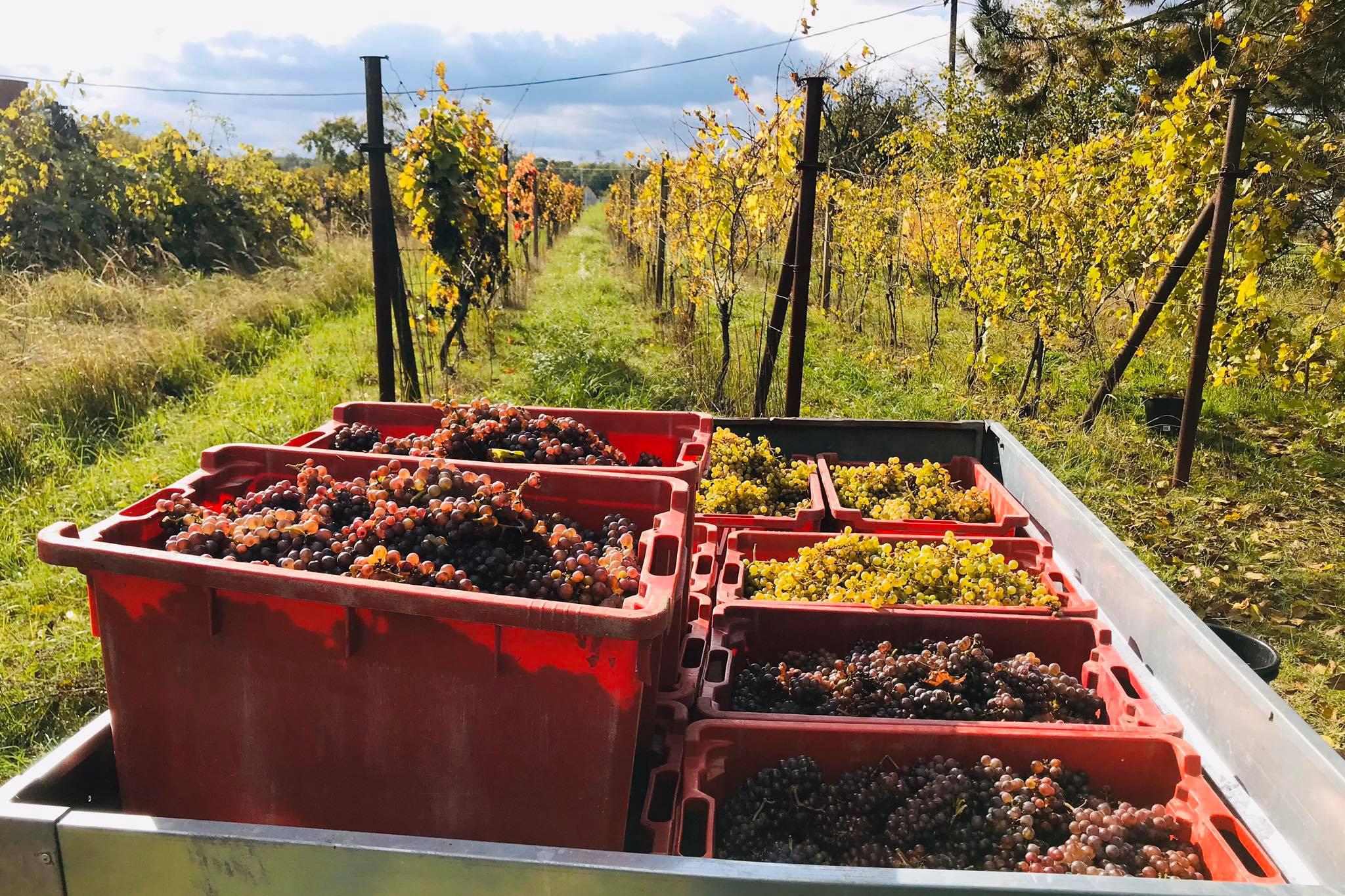 Zapomenutý sklípek