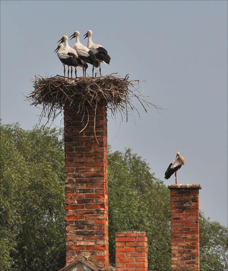 Kominictví BEKOM foto 3