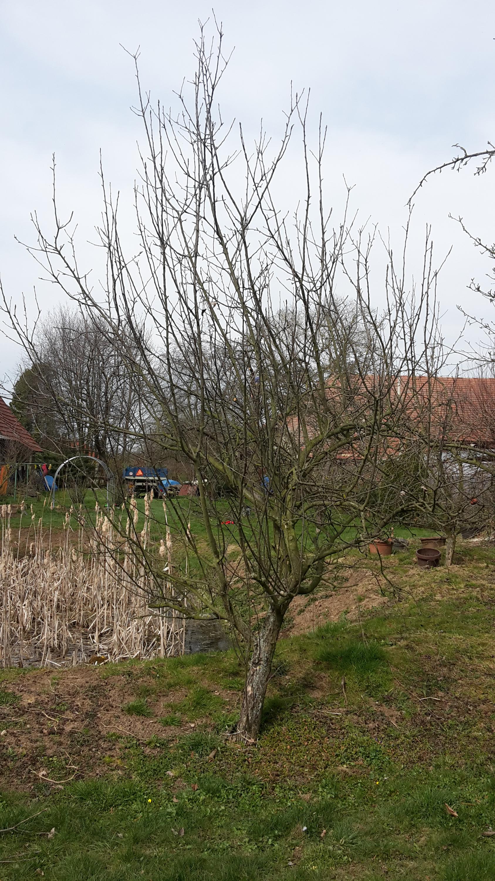 Arboristika J&J foto 4