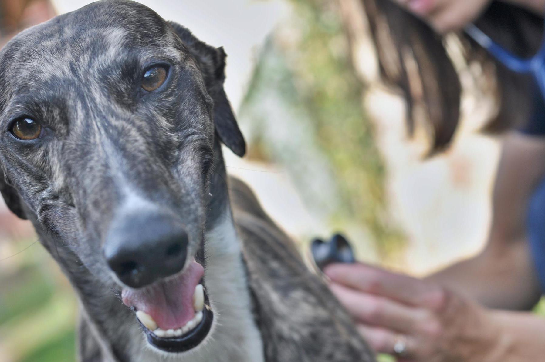 Domácí veterinářka - MVDr. Michaela Kučerová