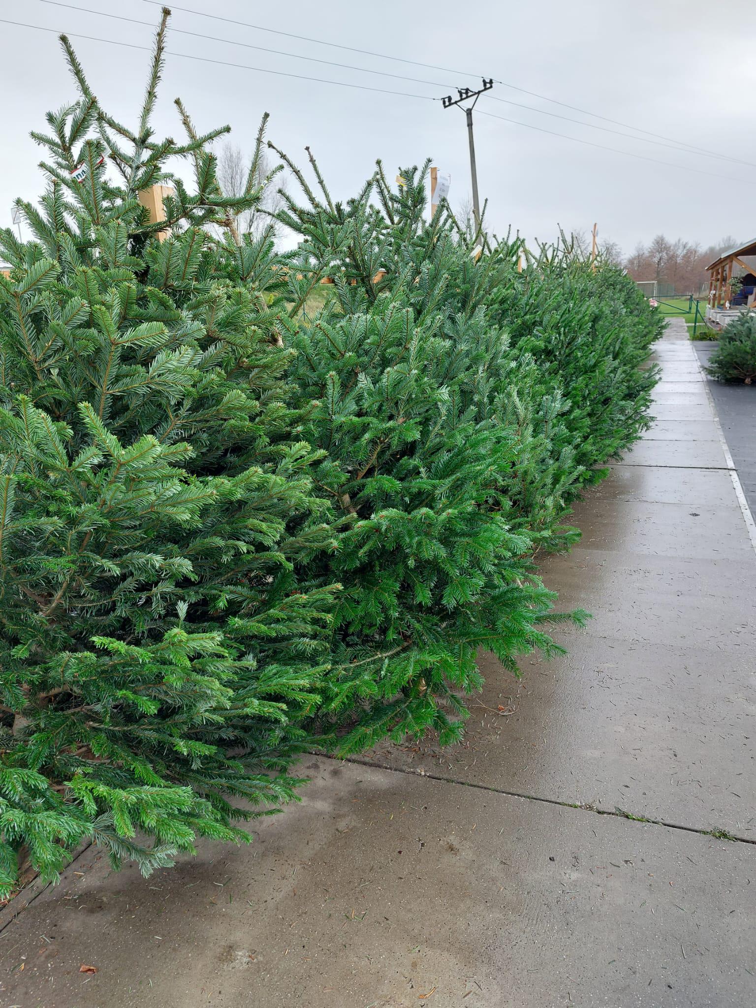 Naše kytky s.r.o. foto 2