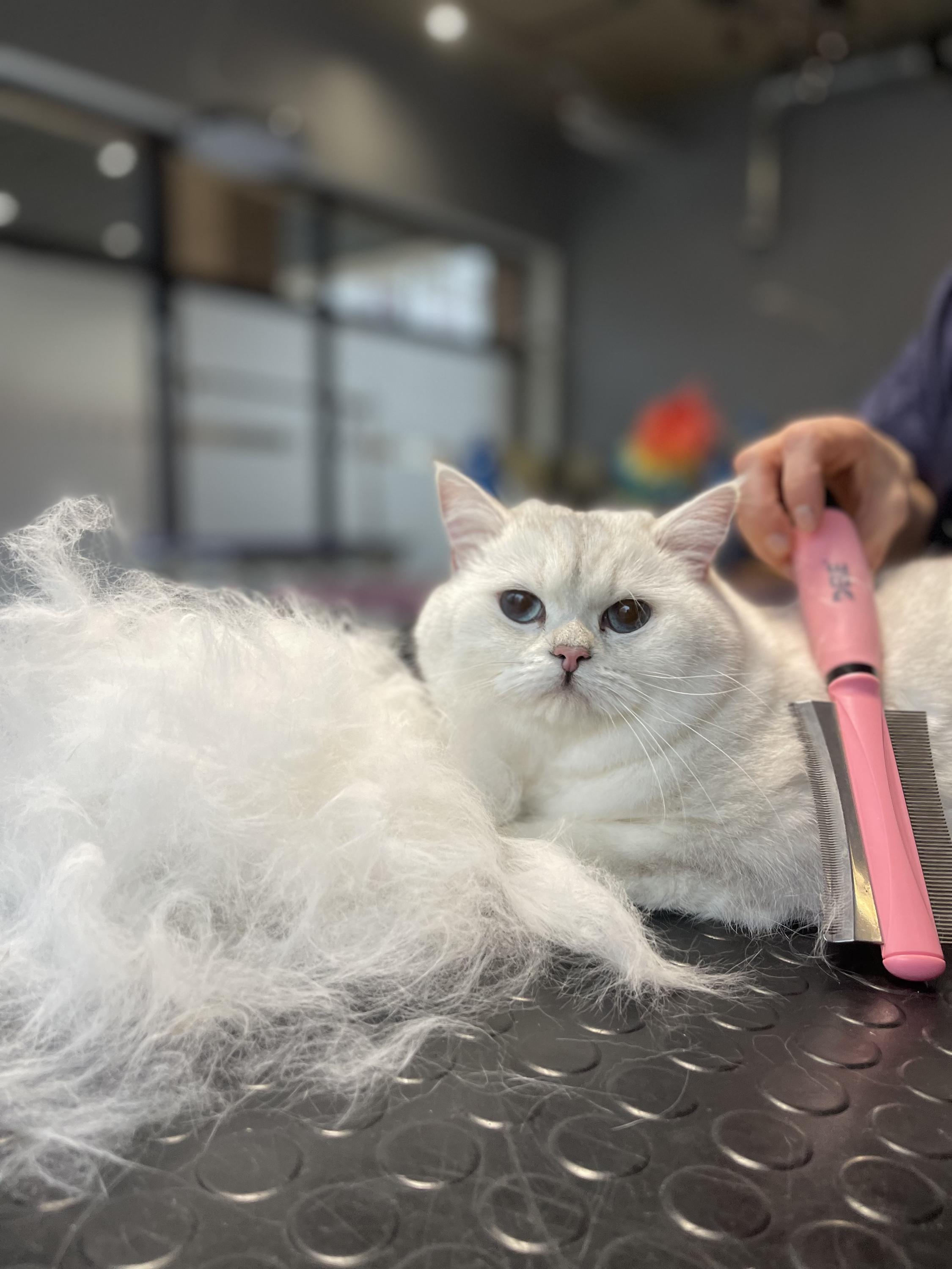 Pet´s Grooming & Spa foto 5