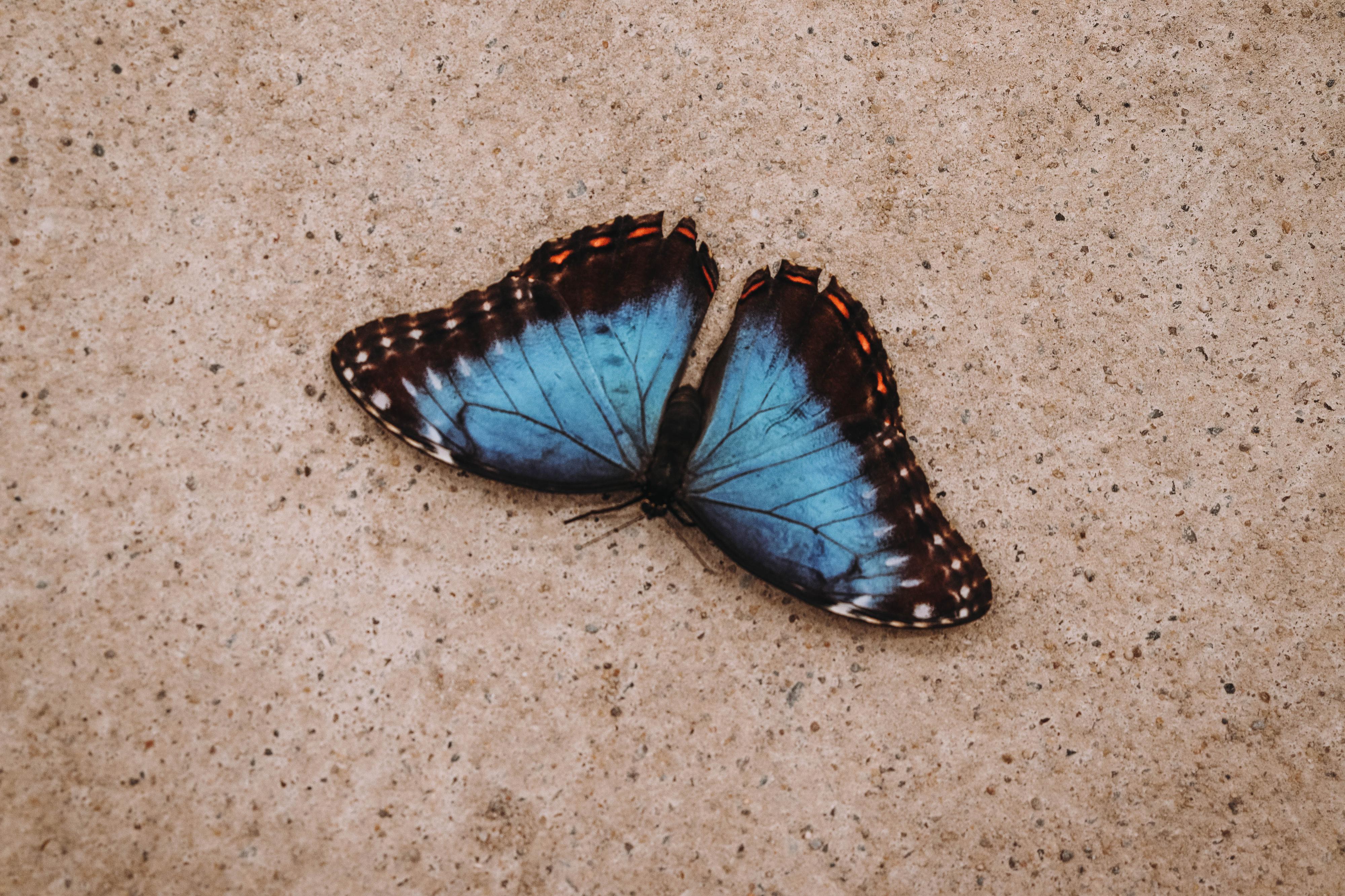 Papilonia - motýlí dům Ostrava foto 4