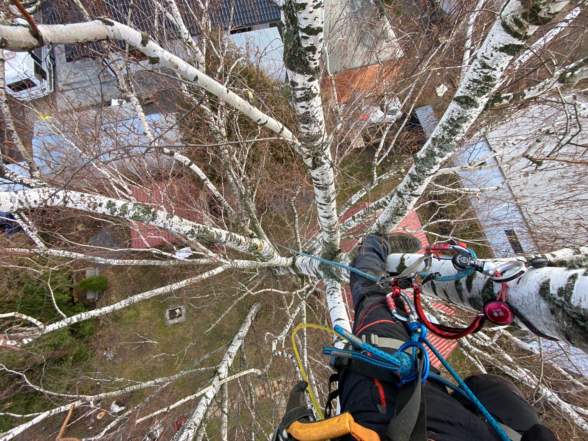 ARBEX - Prořezy a rizikové kácení stromů foto 4