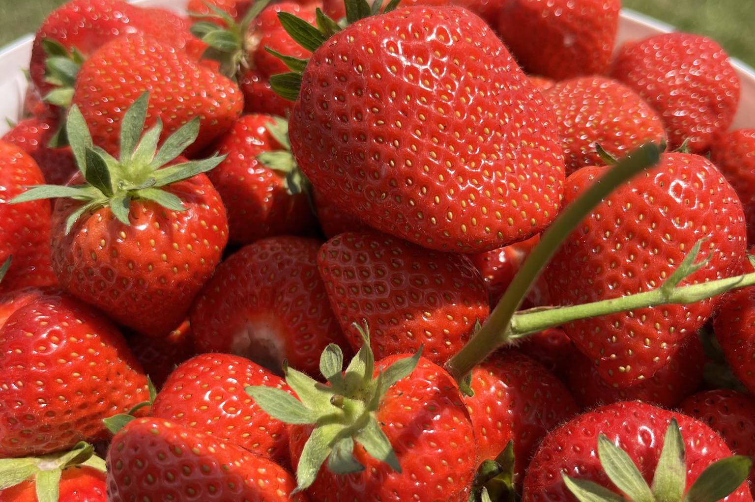 Ovocnářství Buzrla