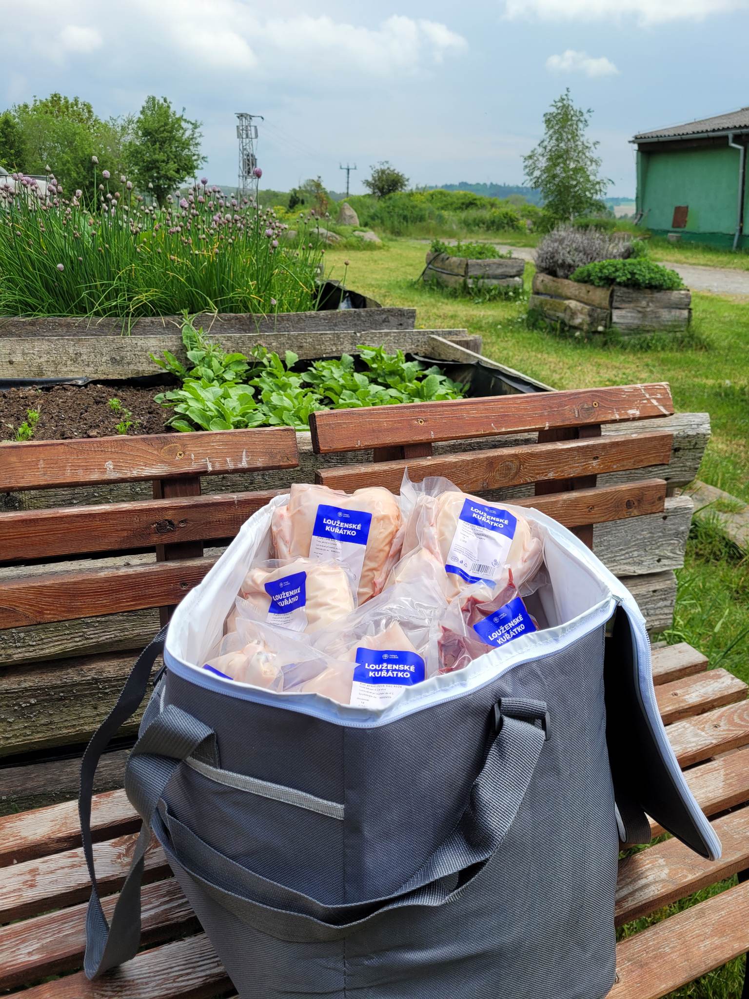 Louženské kuřátko foto 2