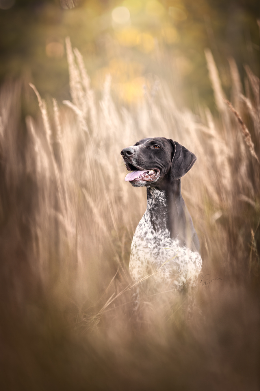 Michaela Pilná - Psí fotograf foto 4