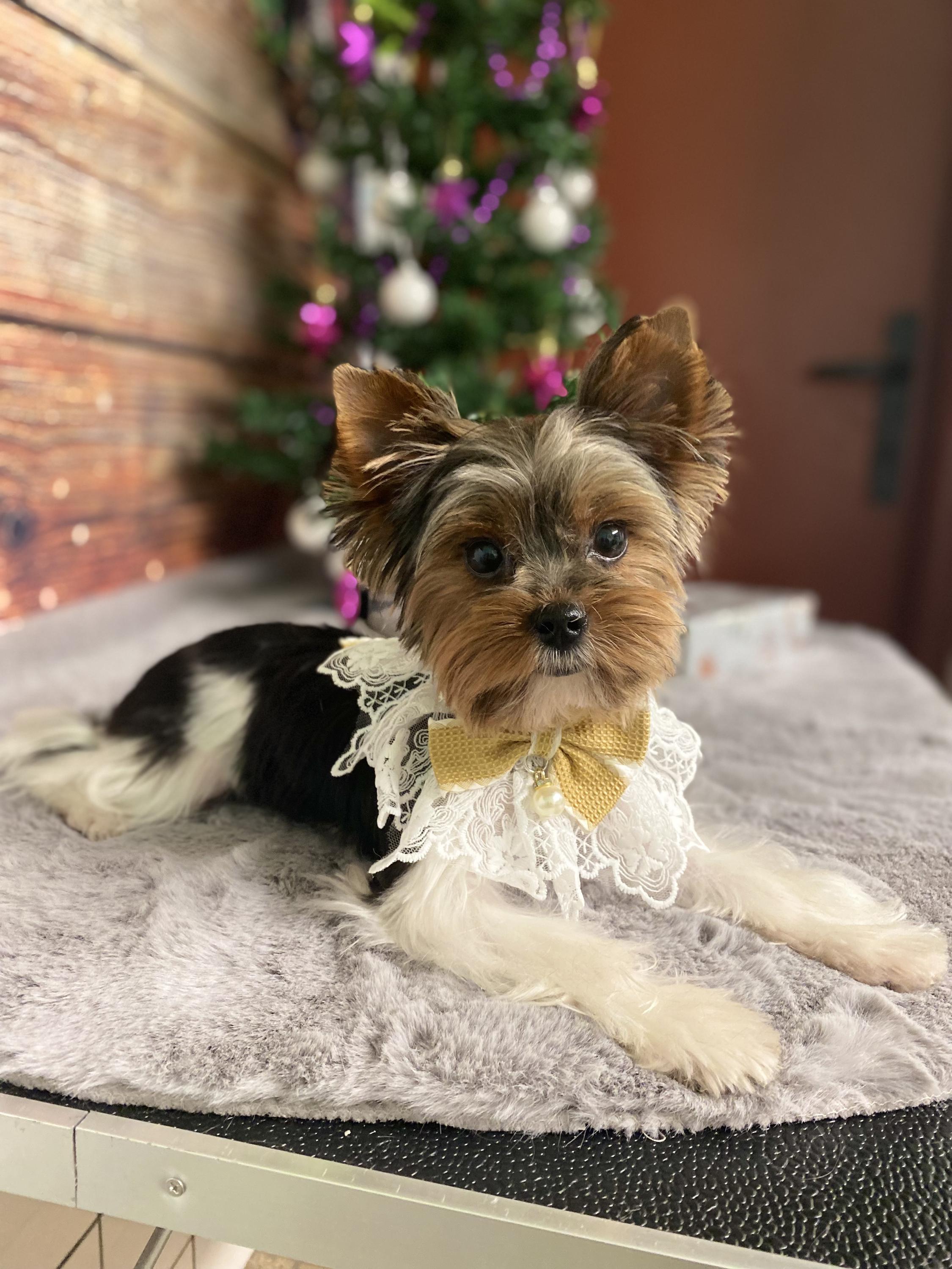 Wellness a salon pro psy DogFamily - Jitka Kropáčková a Jana Římanová foto 2