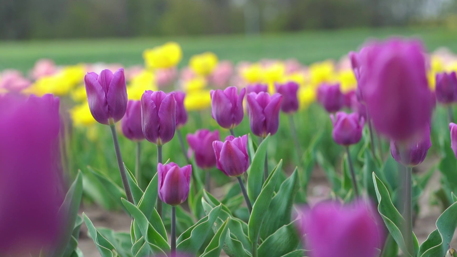 Jahodárna Brozany foto 2 (náhled videa)