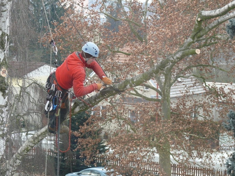 Rizikové kácení stromů - Arborista Pavel Kubík foto 3