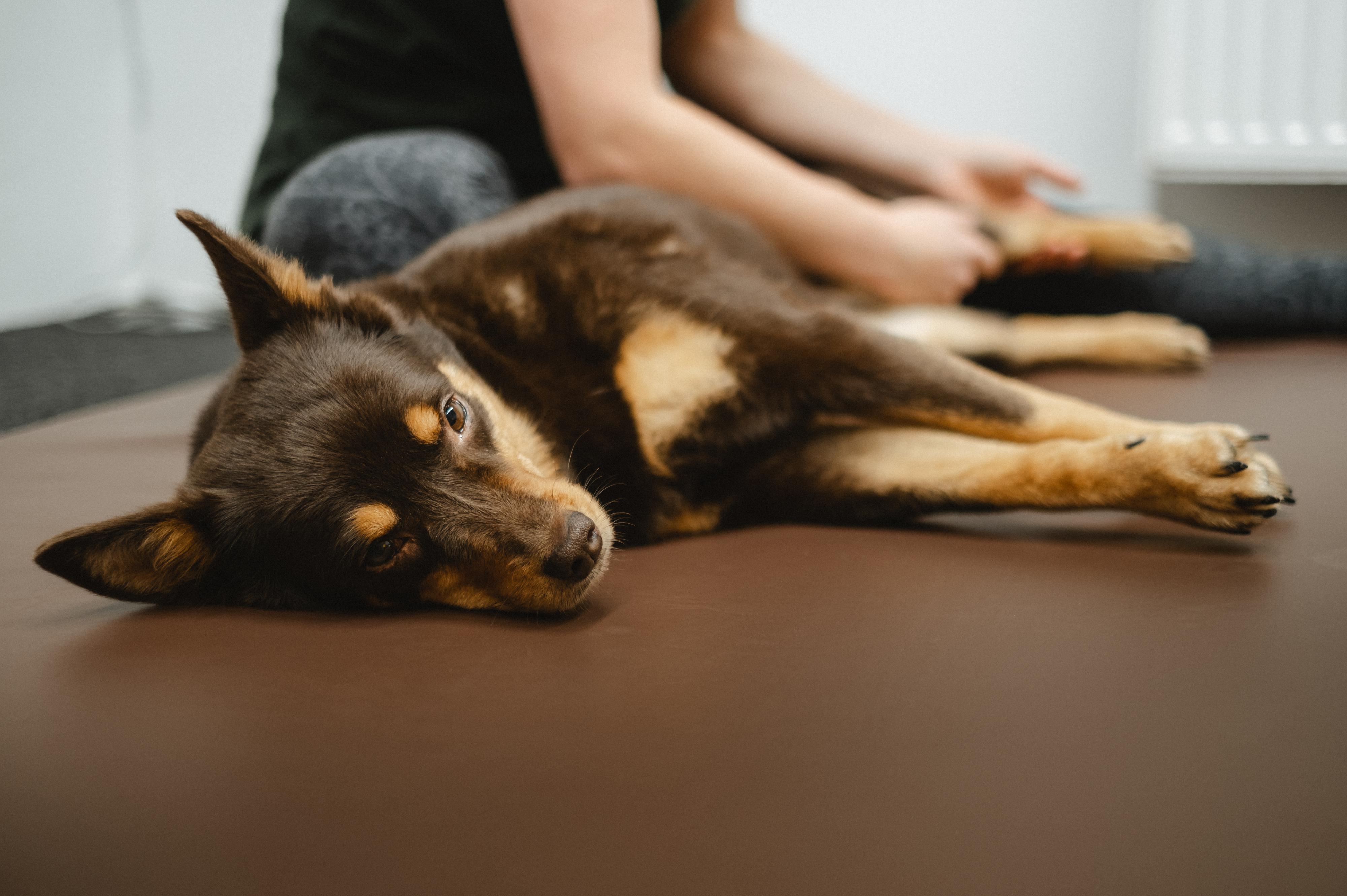Fyzioterapie a výcvik zvířat Šárka Sedláčková.