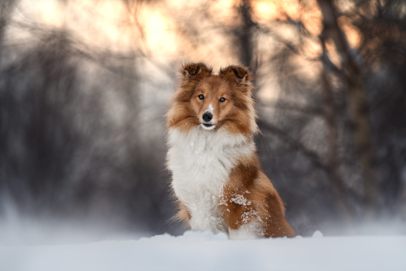 Michaela Pilná - Psí fotograf foto 2