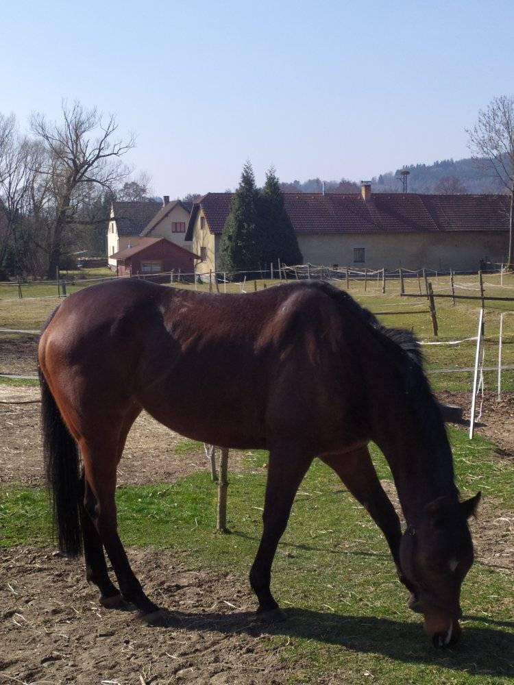 Chov a výcvik koní Petr Kub foto 5