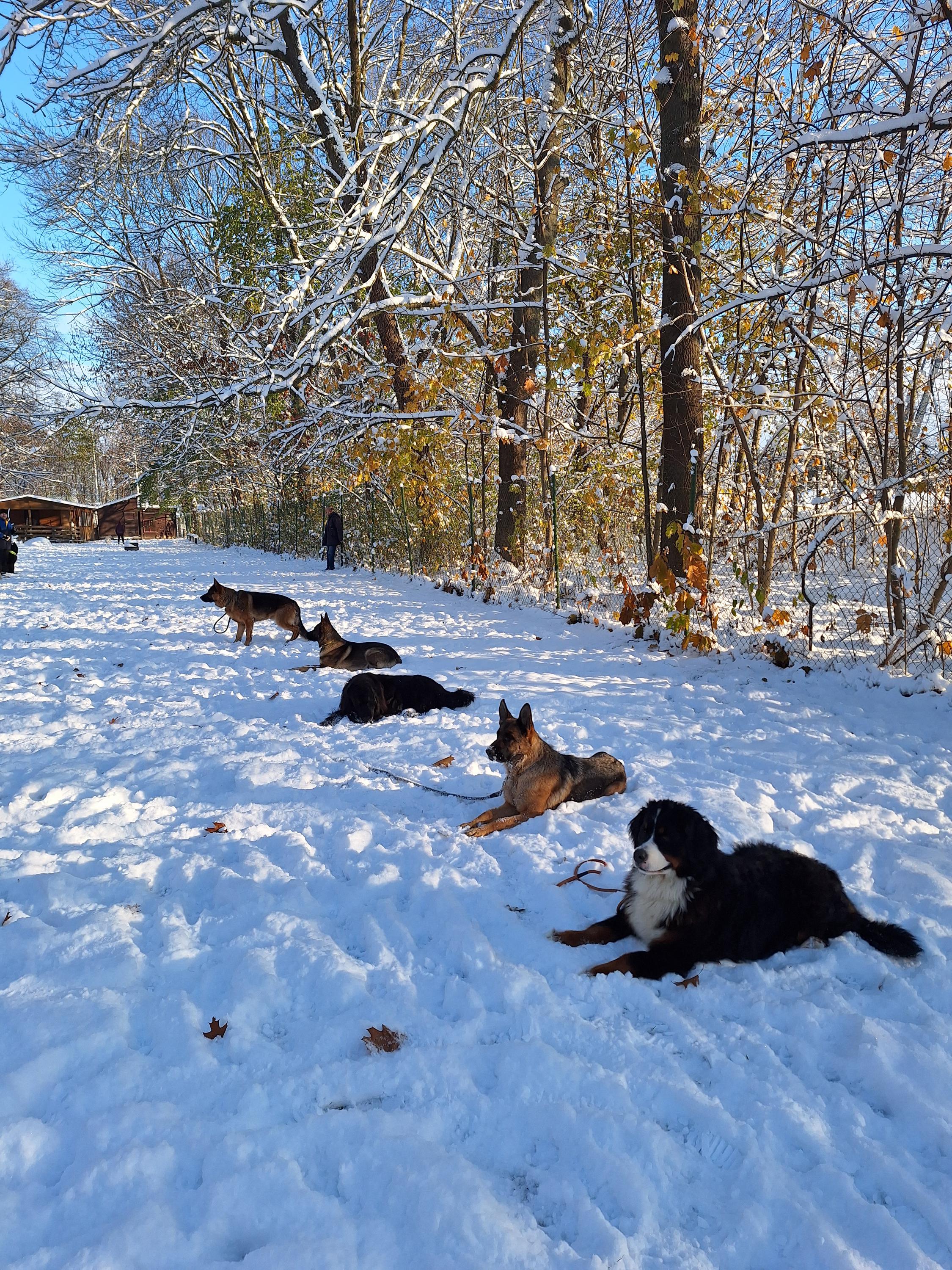 Kynologický klub Hradec Králové foto 2