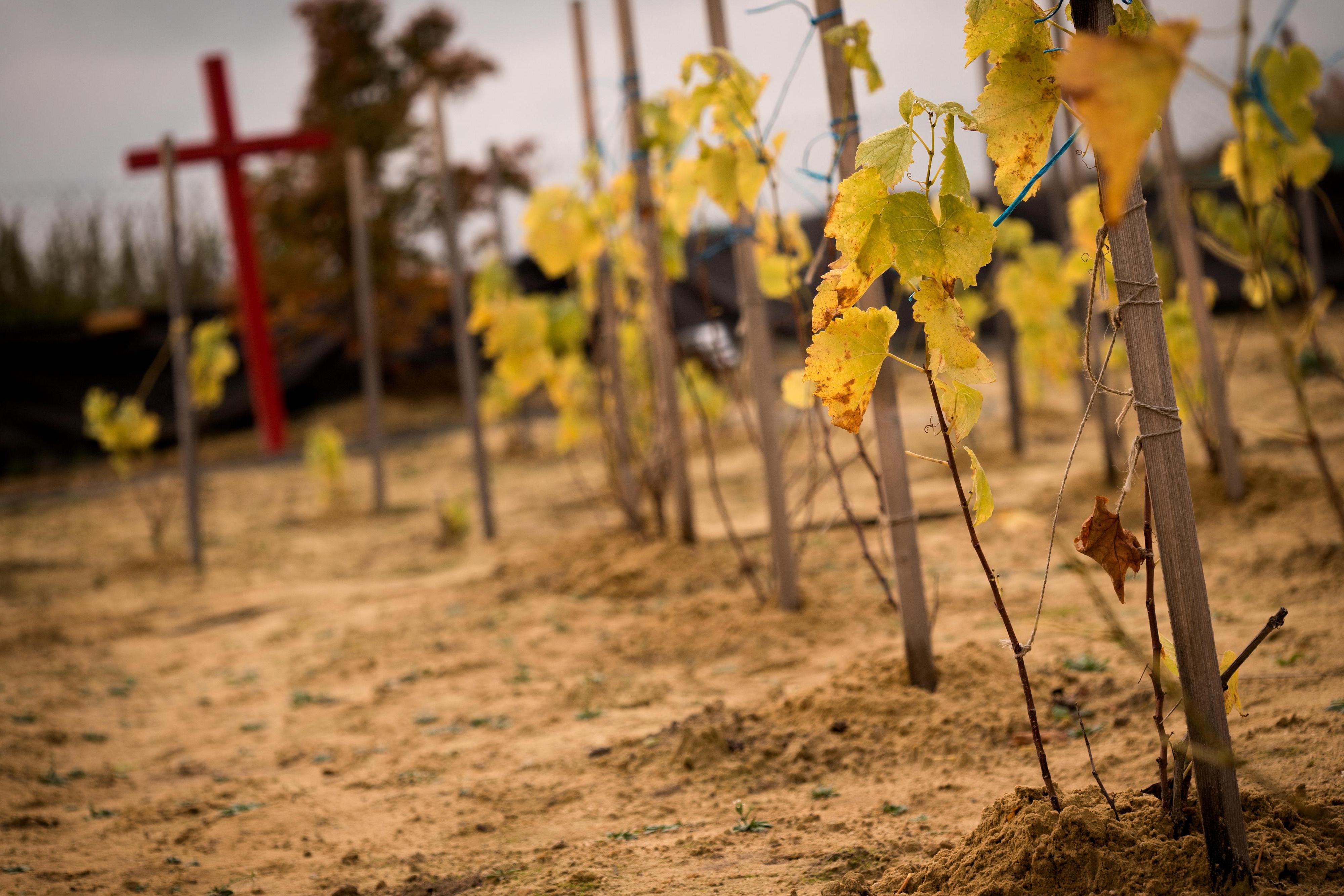 Vinohrad Smrkový Týnec