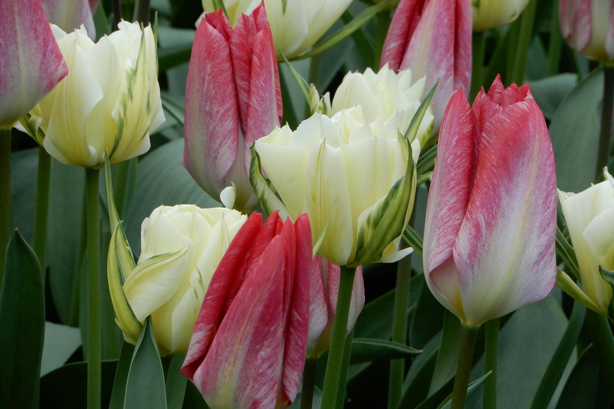 Květinářství U Hanky