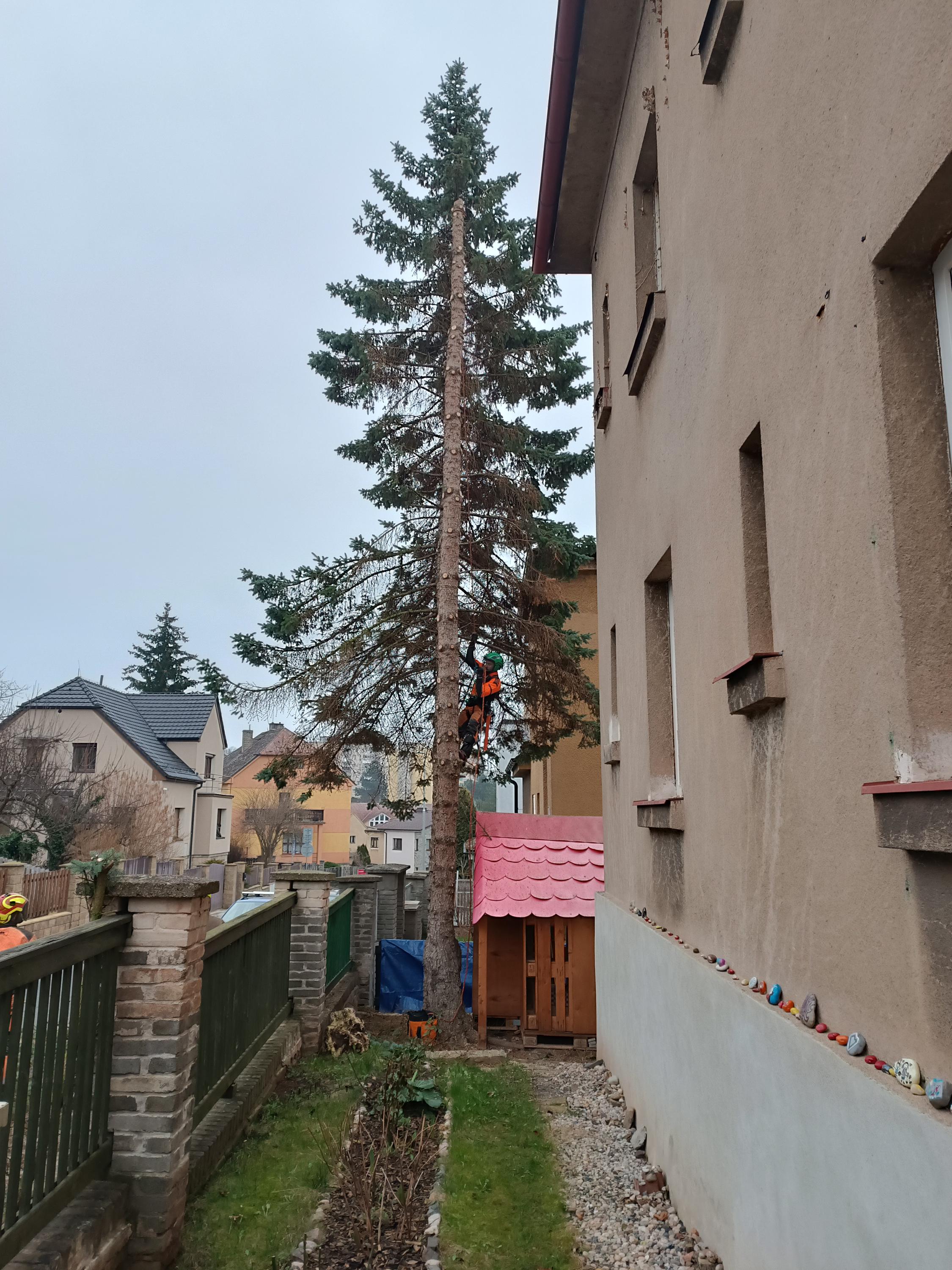 Rizikové kácení stromů - Ondřej Hodný foto 4