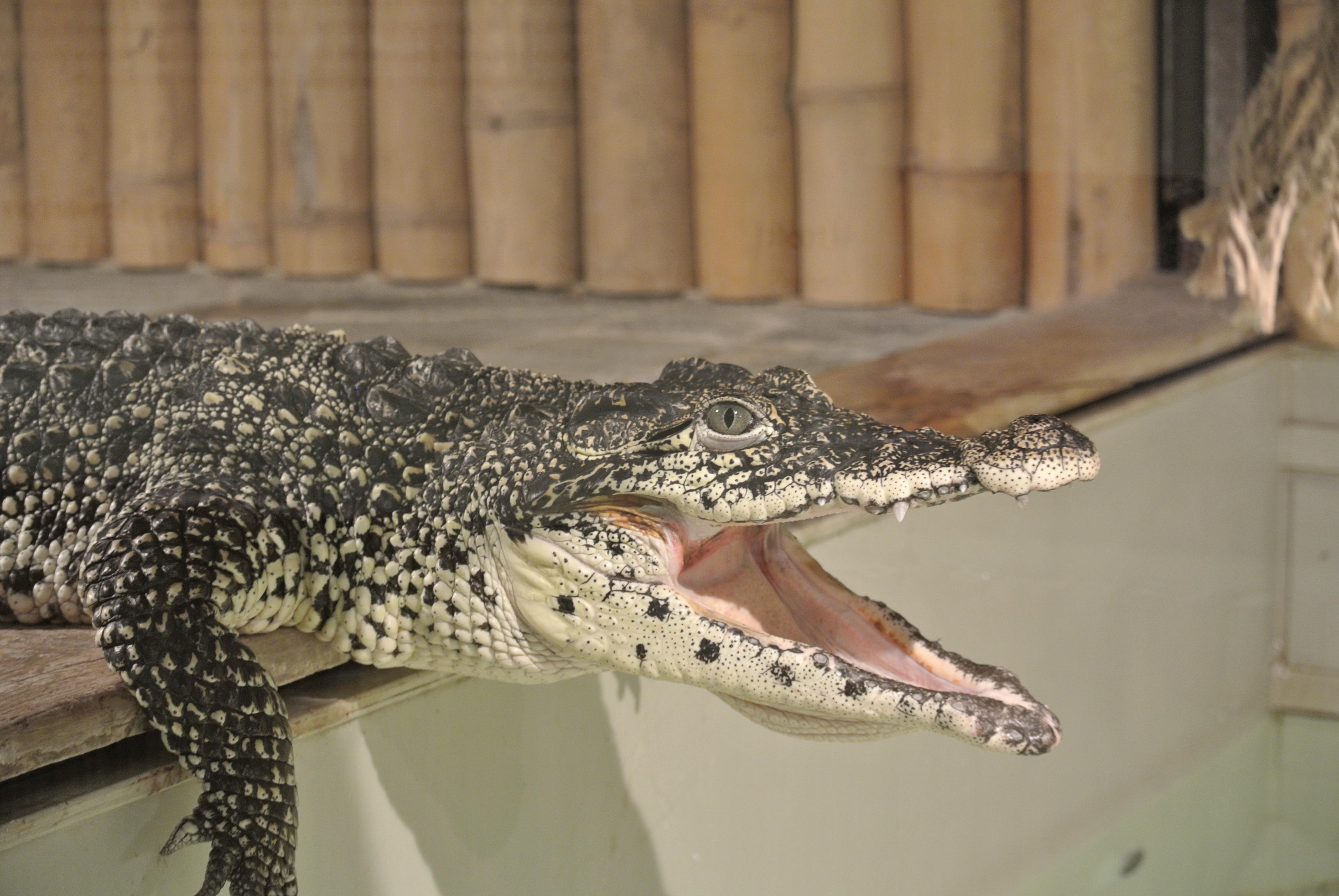 Krokodýlí a želví ZOO Praha foto 5