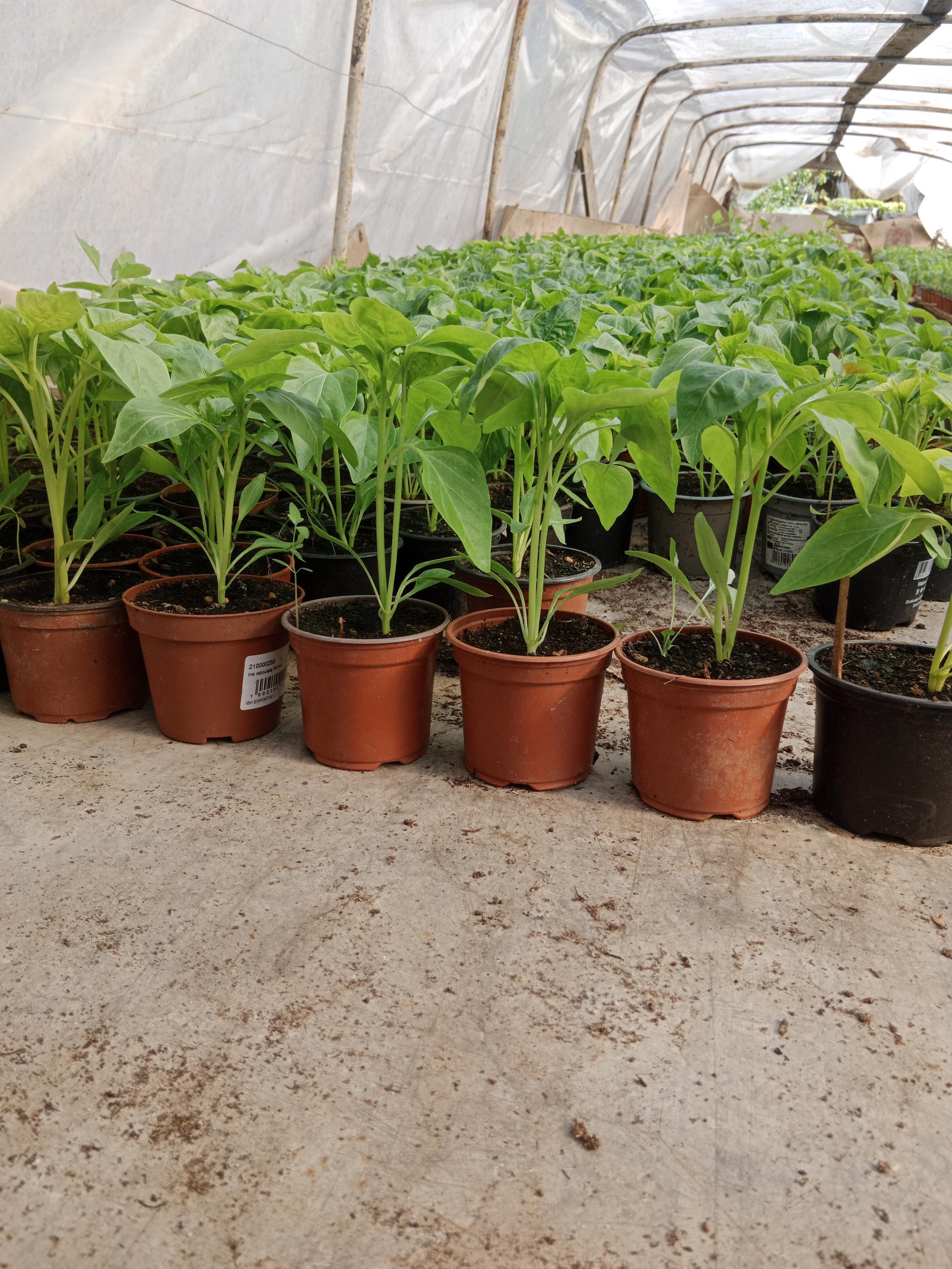 Rodinné hospodářství Mareš foto 2