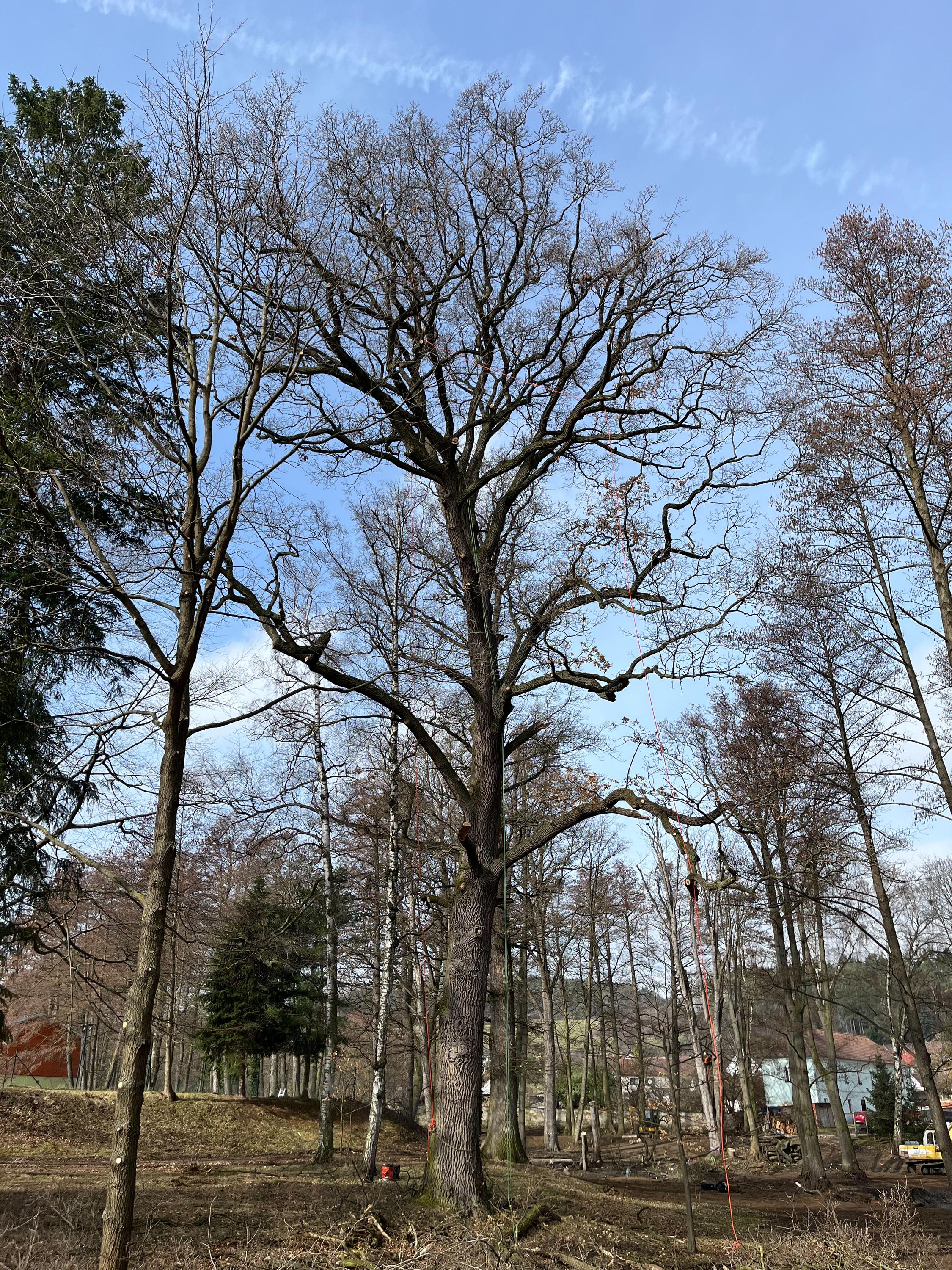 Arboristika a dendrologie Ing. Marek Cvach