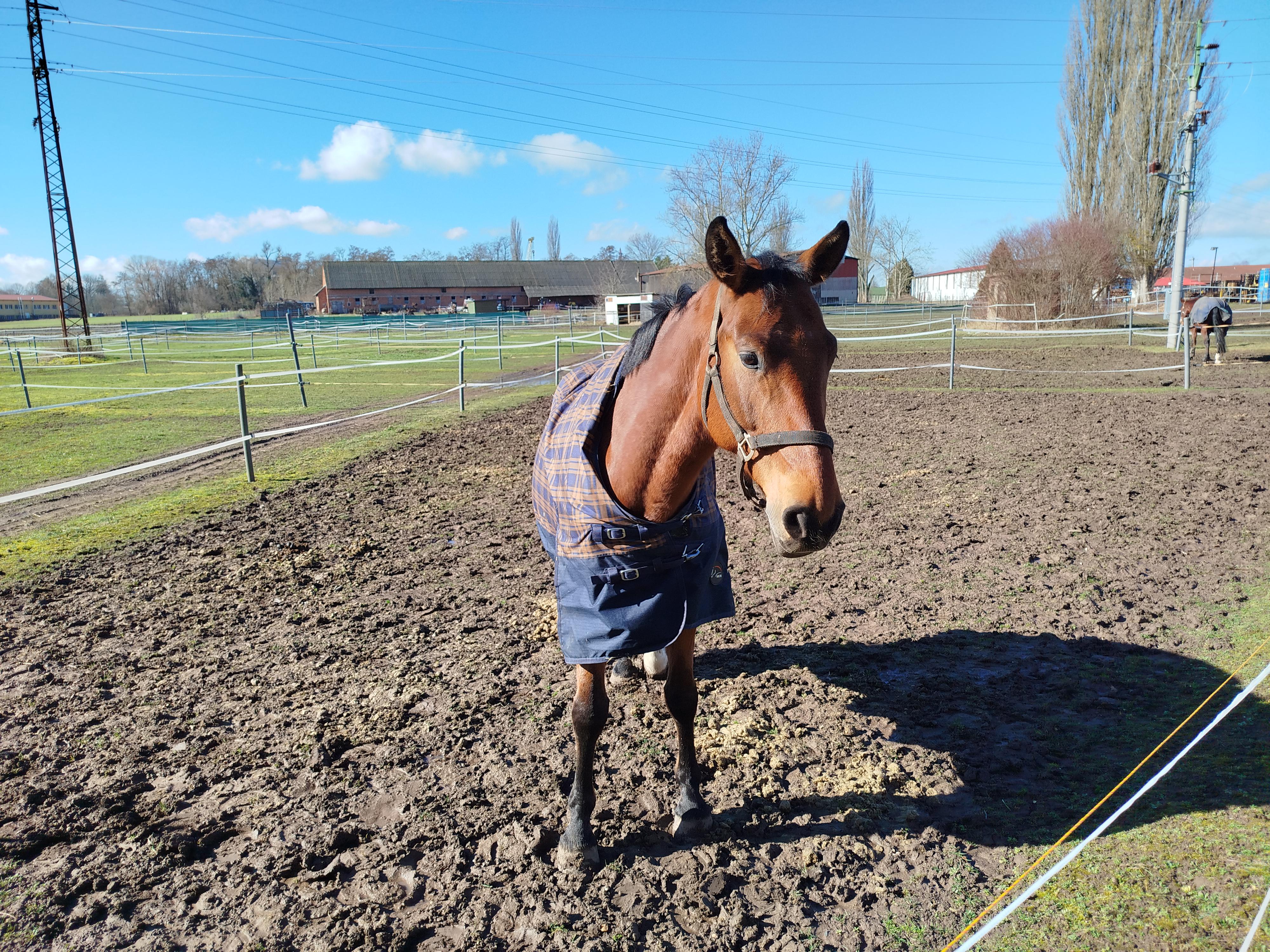 JEZDECKÝ KLUB FLAMENCO SLOUPNO foto 2