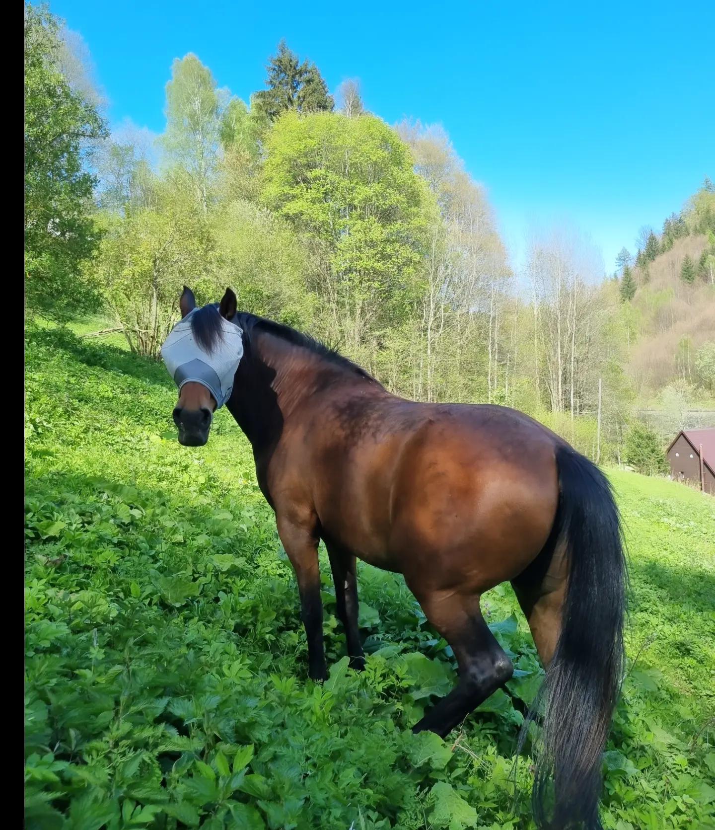 Koní Ráj Jeseníky foto 4