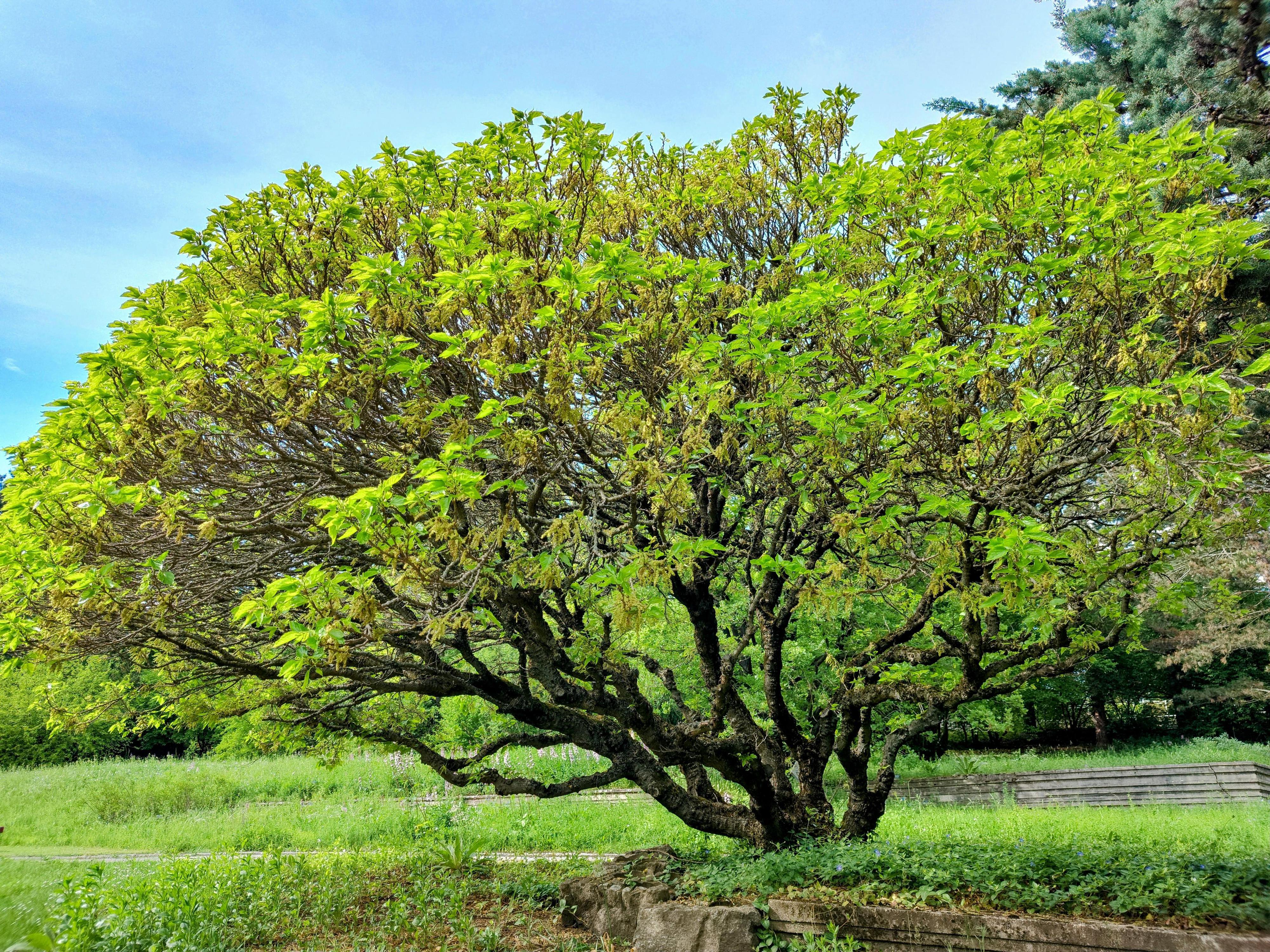 Mendelova univerzita v Brně - Botanická zahrada a arboretum foto 6