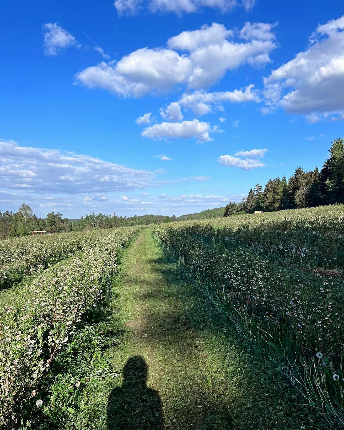 Borůvky Libá foto 5