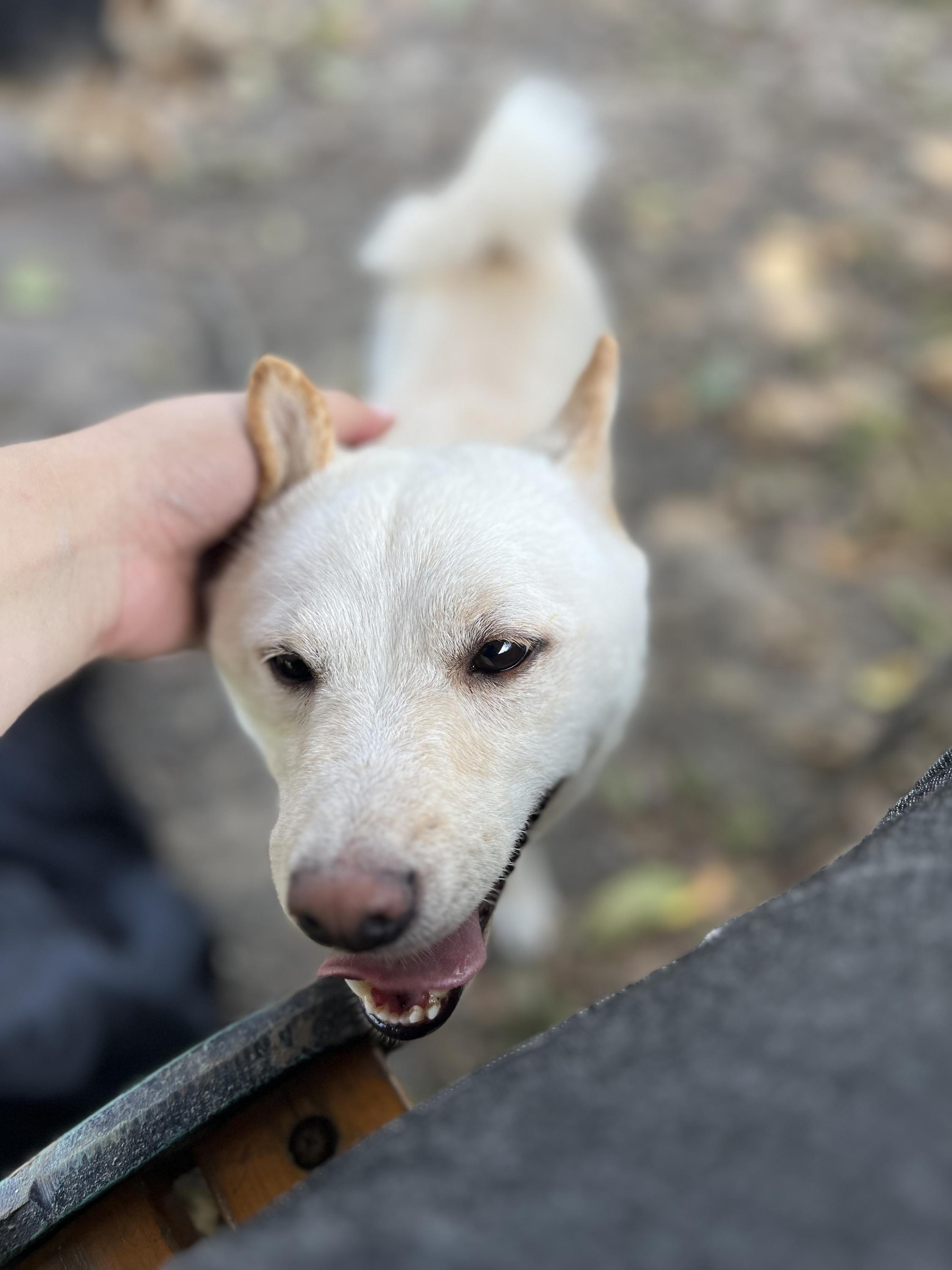 Psí hotel a školka Doghouse Rychvald foto 3