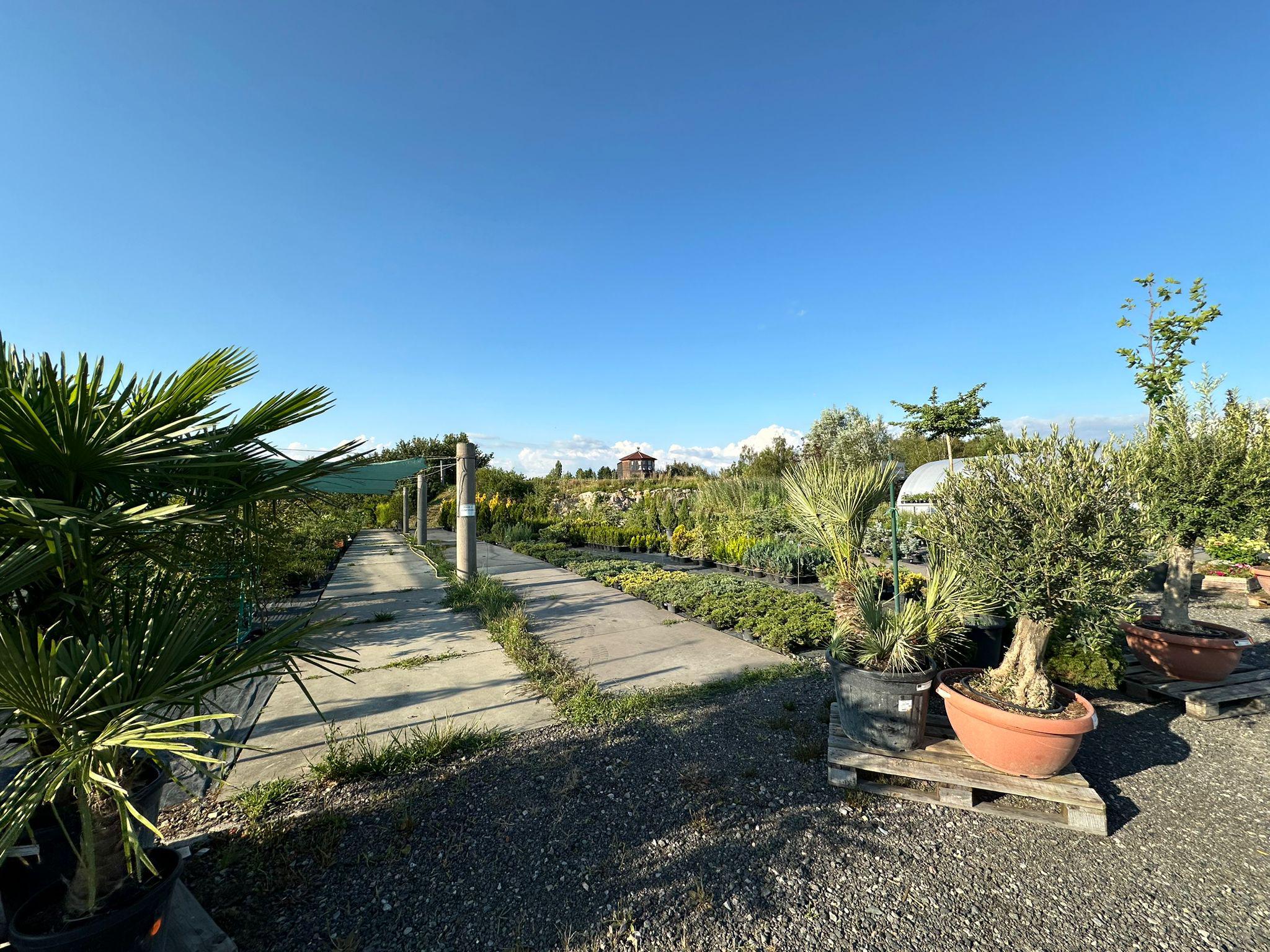 Garden park foto 5