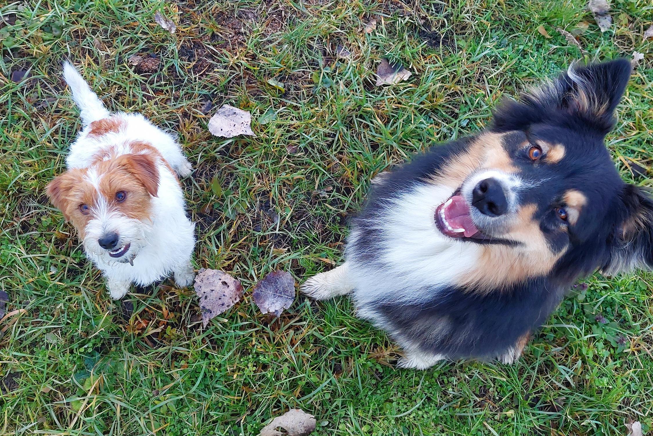 Hlídání psů Šošůvka