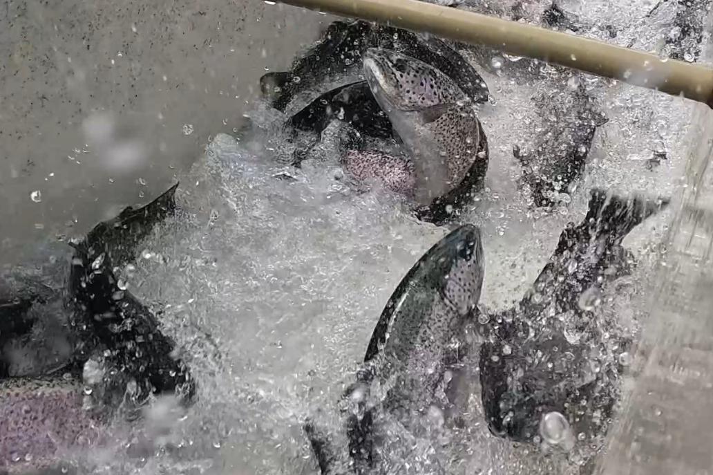 Prodej čerstvých ryb