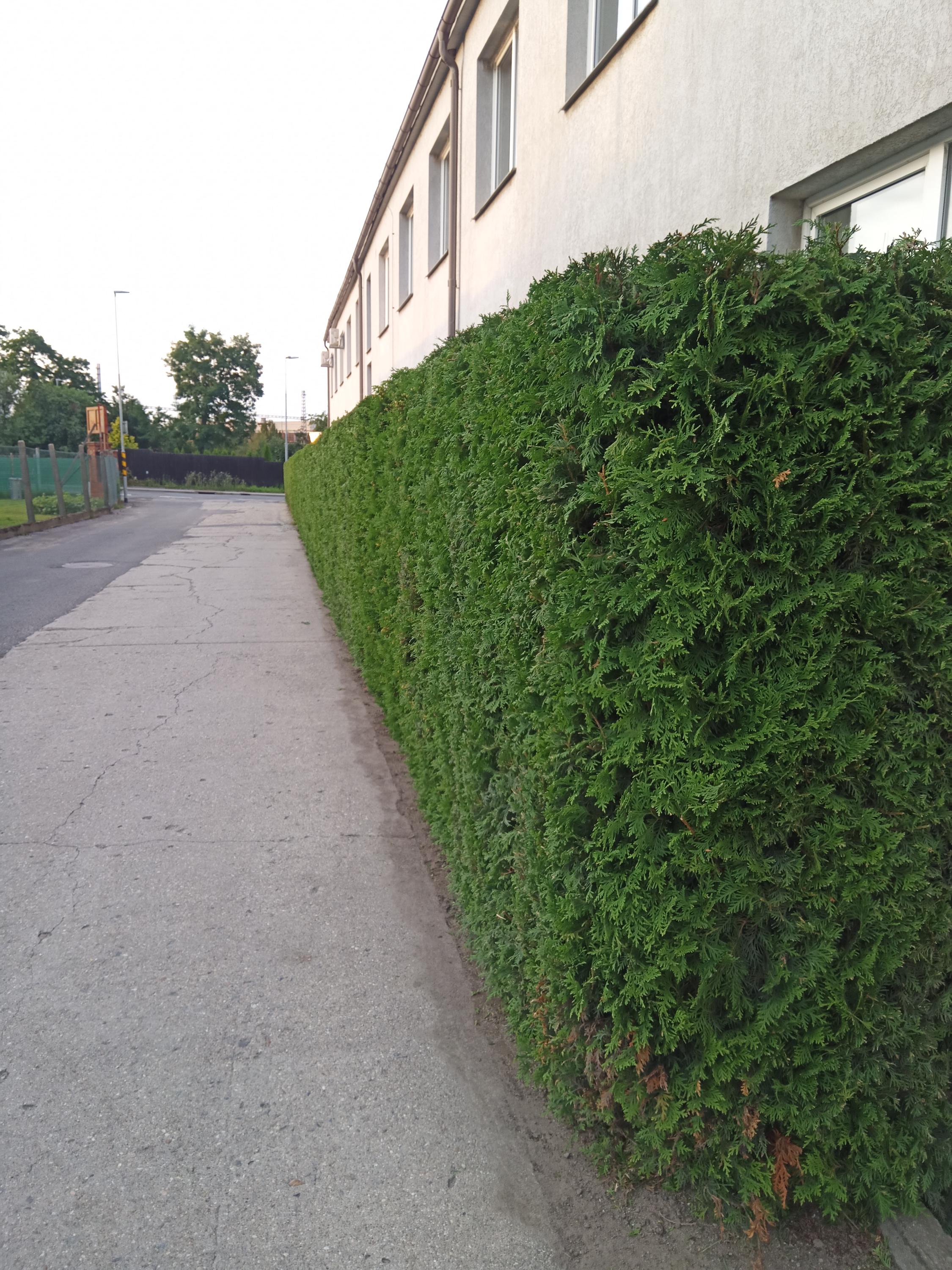 Zahradní služby Zdeněk Munduch foto 3