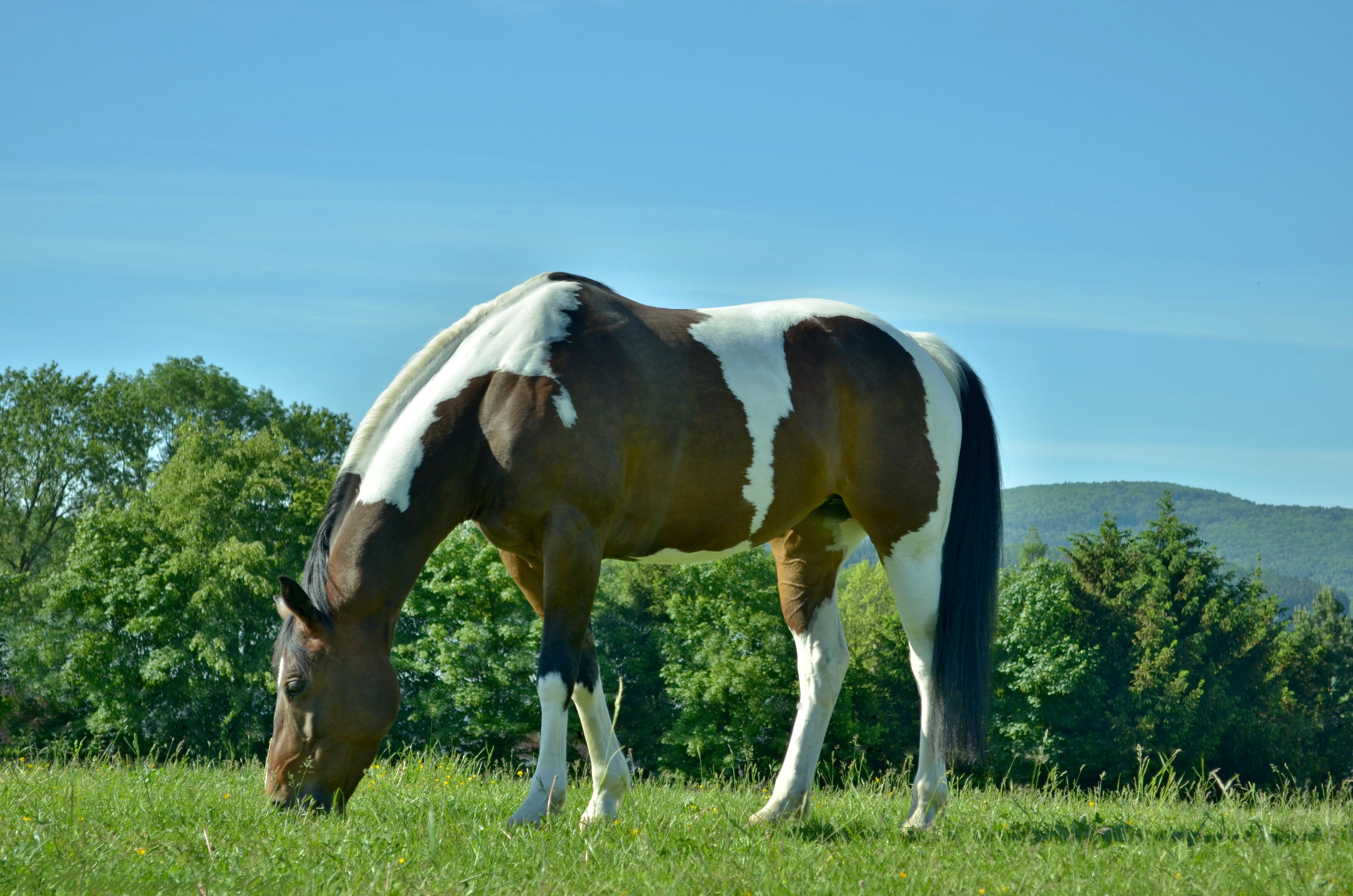 Green Valley Farm foto 3