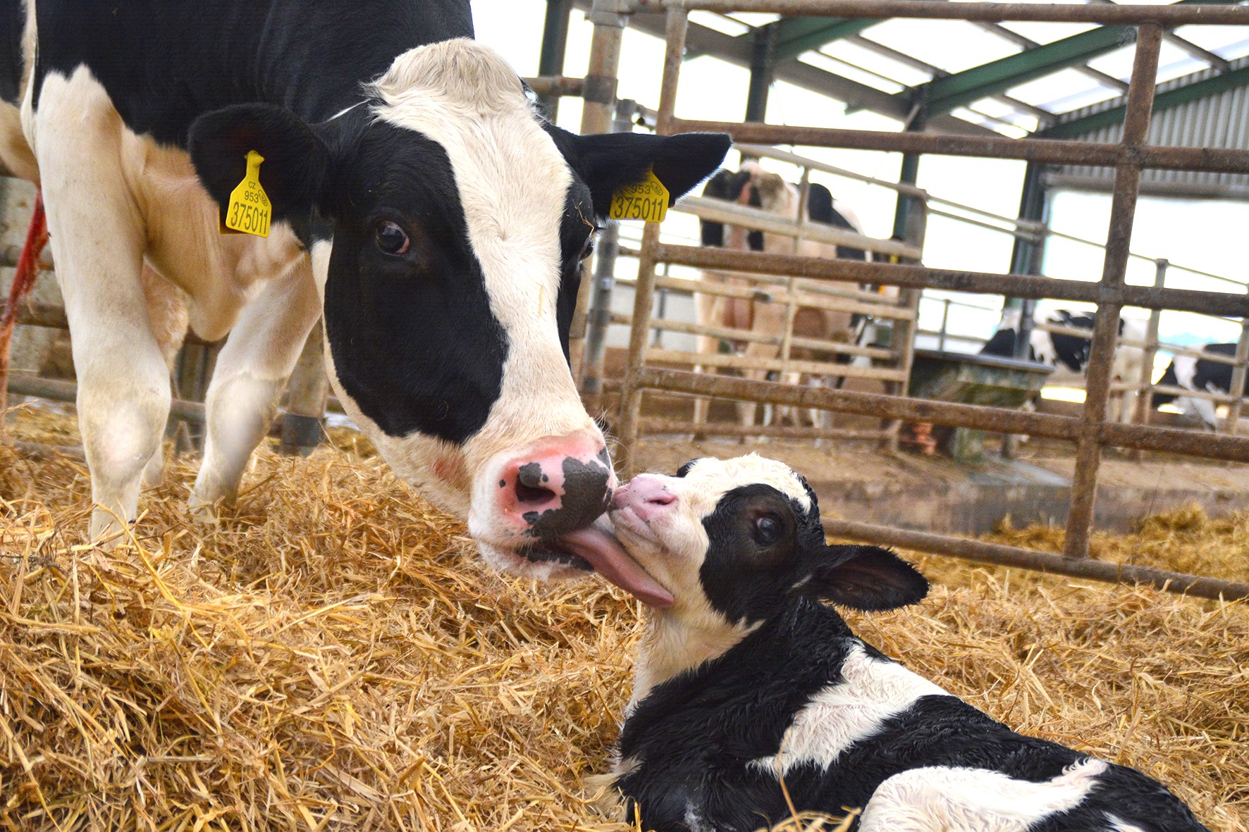 Zemědělské družstvo Sloupnice foto 3