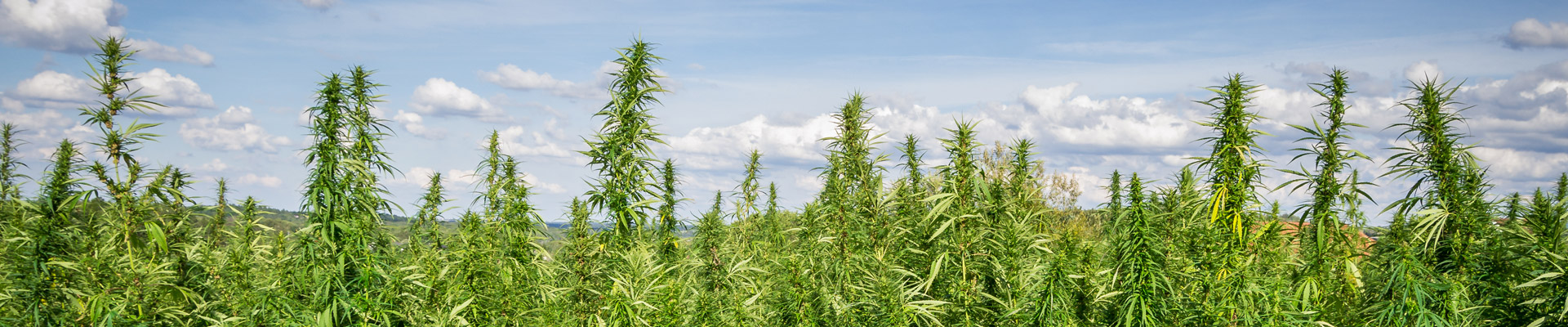 Úvodní obrázek Konopný Táta