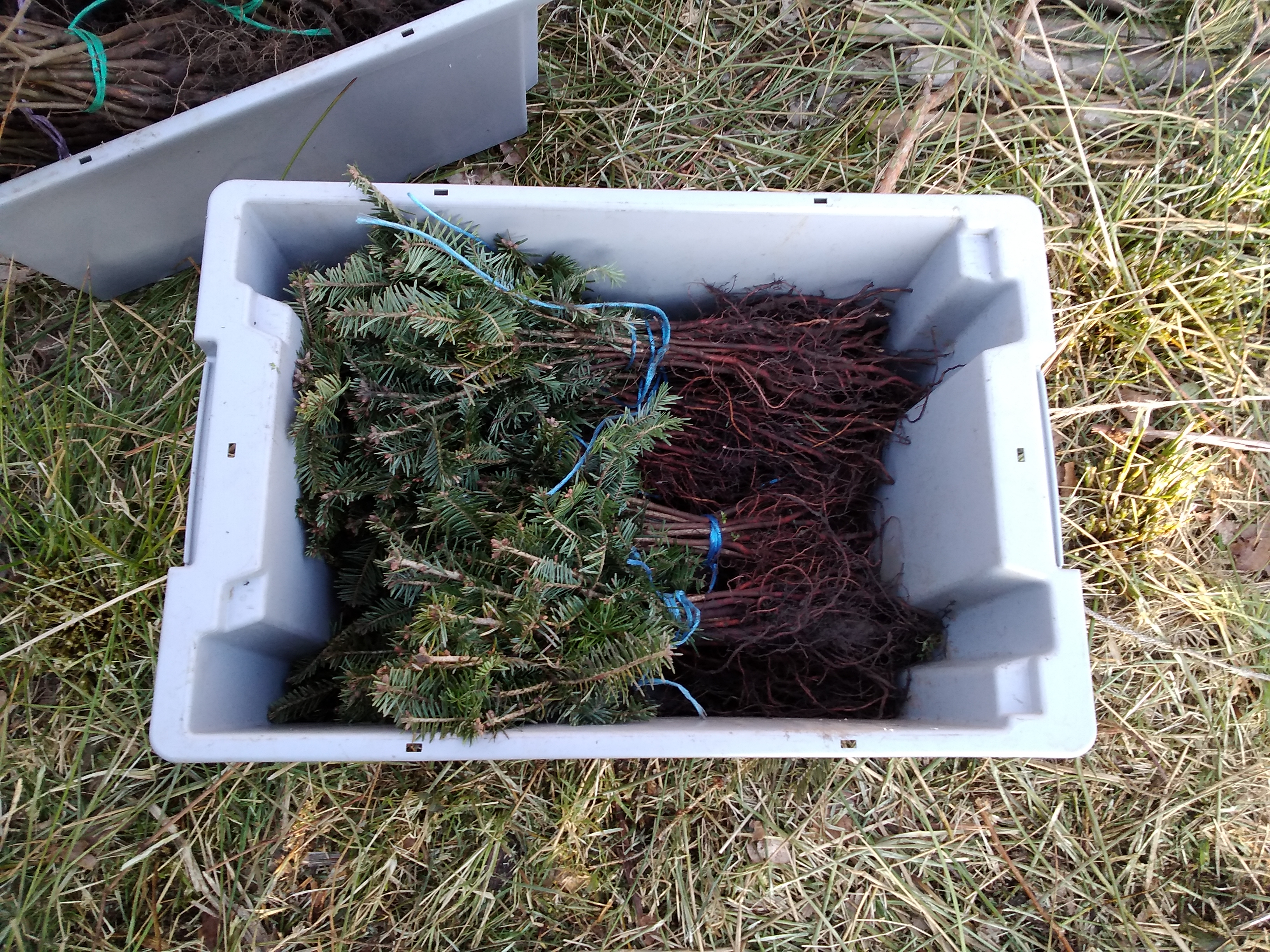 Lesní práce - Obnovles foto 2