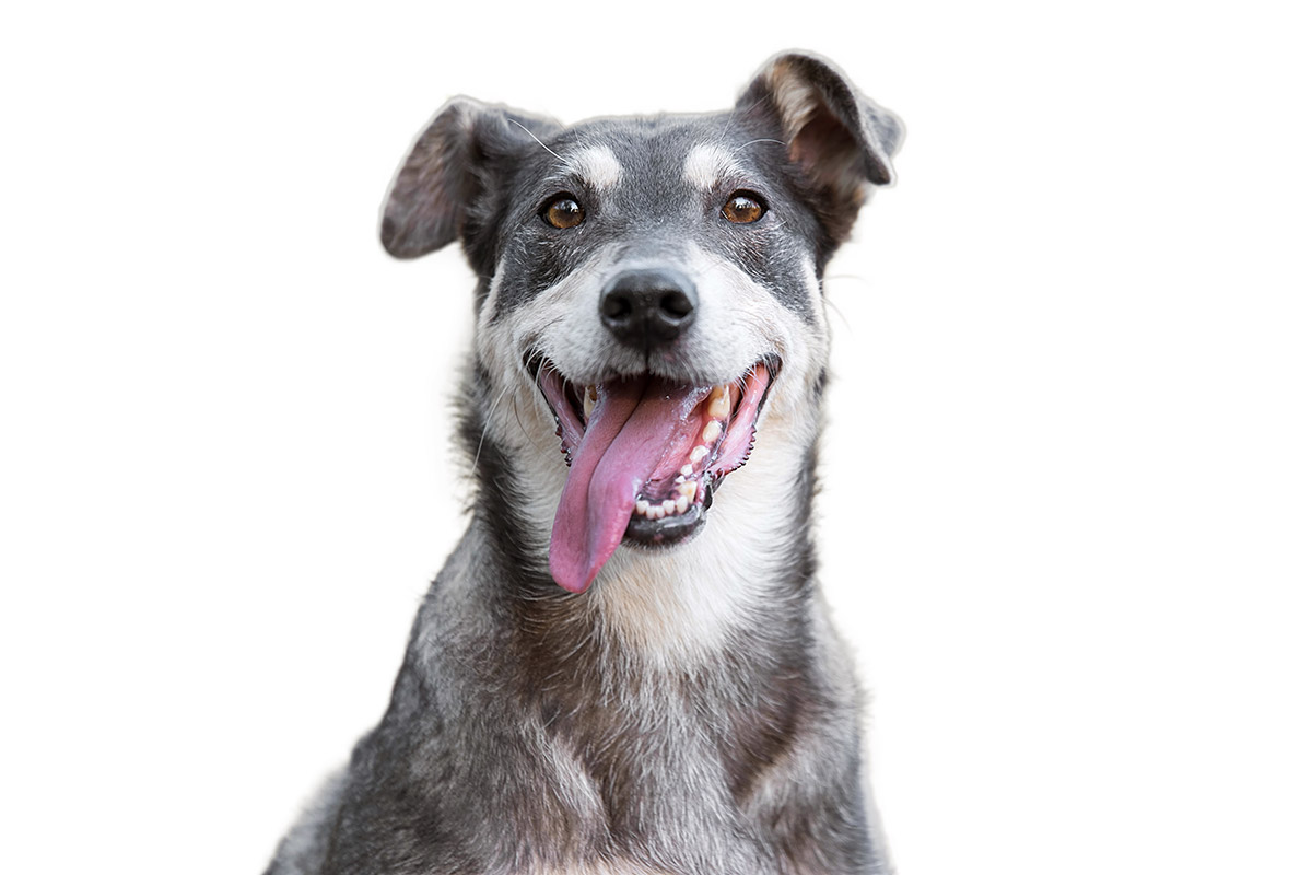 Releaf s.r.o. foto 1