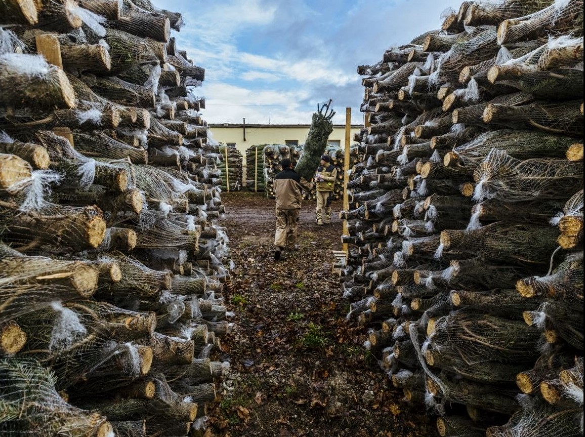 BAOBAB - vánoční stromky s.r.o. foto 4