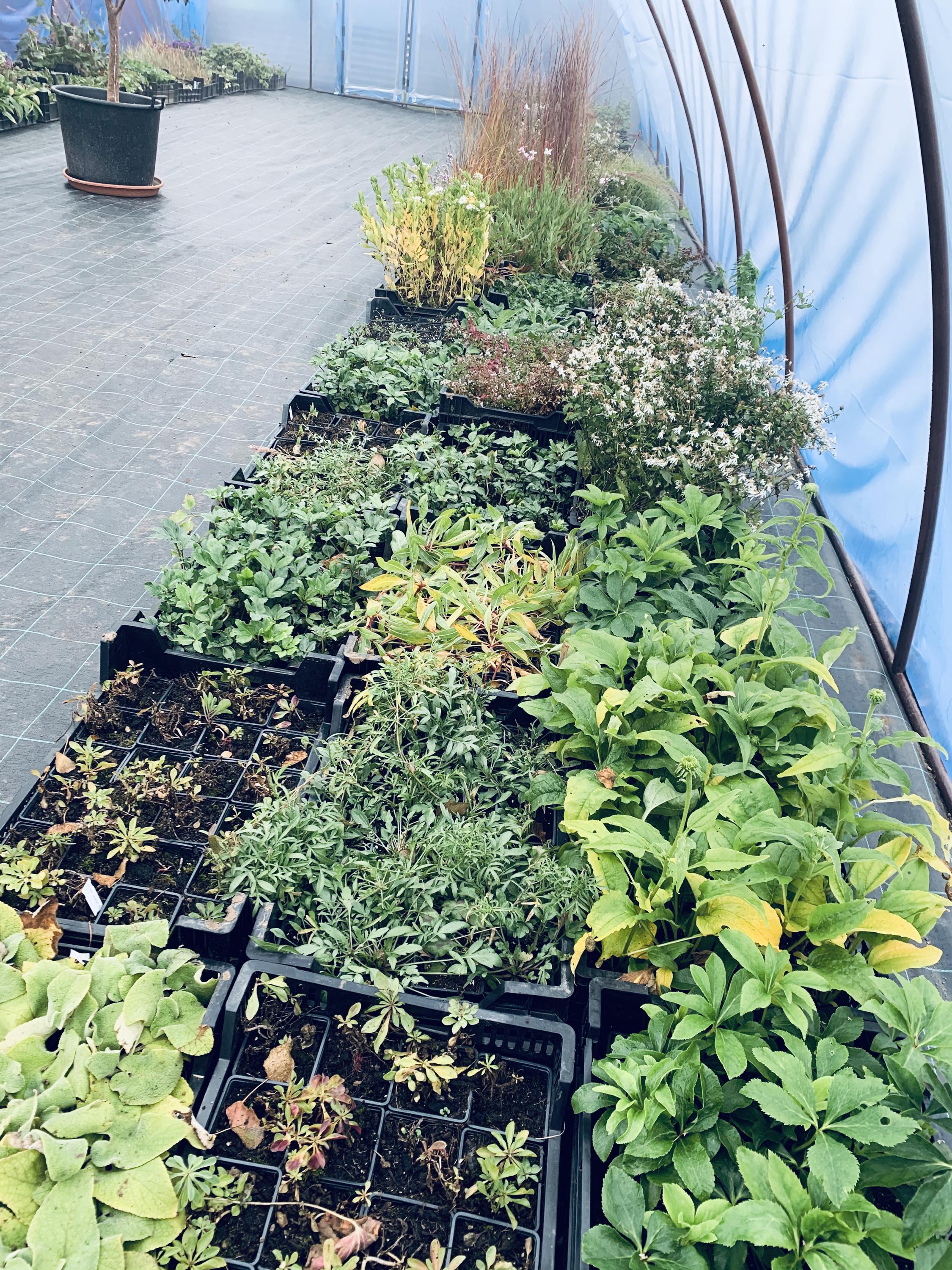 Zahradnictví Na Růžku - GOZ GARDEN foto 5